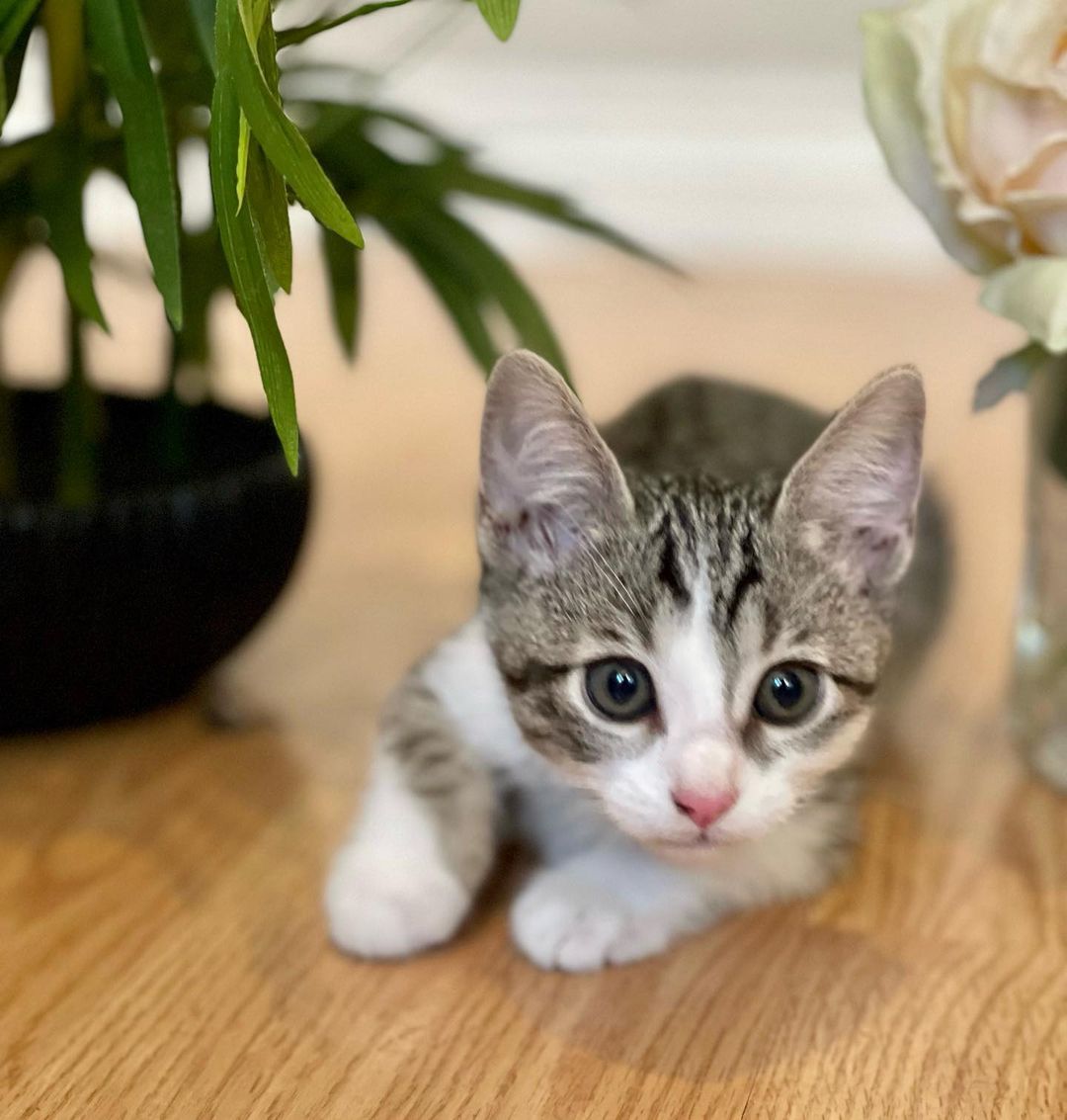 The beautiful Persephone! 

It takes a village! 
Persephone and her siblings were rescued when a kind person found them in a box under his truck. Another kind person got involved and was able to reach our rescue and secured a foster- where they have been growing and loving on their foster humans. 

Persephone is the sweetest girl. She is such a little lady, and the purest of cuddlers. She is undoubtedly going to grow up to be the loyalist of pets. She is also very curious, brave and playful. She enjoys all the kitten toys the Foster has to offer, but she loves her cuddles best. 

Persephone is hoping to be adopted with one of her siblings (please see Hades, Calypso and Hestia) and/or MUST be adopted into a home with a kitten friendly pet. 

Persephone is up to date on shots, negative for FIV/FELV, microchipped and will be spayed at the appropriate age. Her DOB is 9/8/21
.
.
.
.
.
.
.
.
,
,
<a target='_blank' href='https://www.instagram.com/explore/tags/kittensforadoption/'>#kittensforadoption</a><a target='_blank' href='https://www.instagram.com/explore/tags/fostercat/'>#fostercat</a><a target='_blank' href='https://www.instagram.com/explore/tags/fosteringsaveslives/'>#fosteringsaveslives</a><a target='_blank' href='https://www.instagram.com/explore/tags/catadoptions/'>#catadoptions</a><a target='_blank' href='https://www.instagram.com/explore/tags/kittykat/'>#kittykat</a><a target='_blank' href='https://www.instagram.com/explore/tags/catlife/'>#catlife</a><a target='_blank' href='https://www.instagram.com/explore/tags/spayandneuteryourpets/'>#spayandneuteryourpets</a><a target='_blank' href='https://www.instagram.com/explore/tags/kittiesofinstagram/'>#kittiesofinstagram</a><a target='_blank' href='https://www.instagram.com/explore/tags/cutekitties/'>#cutekitties</a><a target='_blank' href='https://www.instagram.com/explore/tags/catlovers/'>#catlovers</a><a target='_blank' href='https://www.instagram.com/explore/tags/catpics/'>#catpics</a><a target='_blank' href='https://www.instagram.com/explore/tags/kittenspics/'>#kittenspics</a><a target='_blank' href='https://www.instagram.com/explore/tags/huffpostgram/'>#huffpostgram</a><a target='_blank' href='https://www.instagram.com/explore/tags/kittengram/'>#kittengram</a>