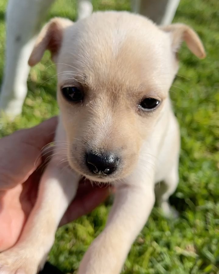 ⚠️ SAMANTHA & STEVE 👋🏻
🧡 Still need a home! 💕

💕 SAMANTHA - 8 week old, female, terrier mix. Expected to be 10-15 lbs fully grown. (Cream Coloring). 

Samantha is the princess of the bunch! She's the first one to be ready to play. She loves toys, to nibble just about anything, and most of all to snuggle. She's not afraid of anything. Even big dogs.  She's petite and precious. 

🧡 STEVE - 8 week old, male, terrier mix. Expected to be 10-15 lbs fully grown. (Brown Coloring). 

Steve is a very sweet boy who's always up for playtime and kisses!  He's got great energy and loves to be held.  He is great with kids and other dogs. 

To apply to adopt Steve or Samantha (or both!) into your home please submit an adoption application on our website! 

📮 WagmorPets.org/Adoption 

🧡👋🏻 Can’t adopt? Help us find these puppies a home by sharing this post with your friends and family! 

🐶 <a target='_blank' href='https://www.instagram.com/explore/tags/wagmorpets/'>#wagmorpets</a> <a target='_blank' href='https://www.instagram.com/explore/tags/puppiesforall/'>#puppiesforall</a> <a target='_blank' href='https://www.instagram.com/explore/tags/puppiesofinstagram/'>#puppiesofinstagram</a> <a target='_blank' href='https://www.instagram.com/explore/tags/terrierpuppy/'>#terrierpuppy</a> <a target='_blank' href='https://www.instagram.com/explore/tags/puppies/'>#puppies</a> <a target='_blank' href='https://www.instagram.com/explore/tags/dogs/'>#dogs</a> 🐶