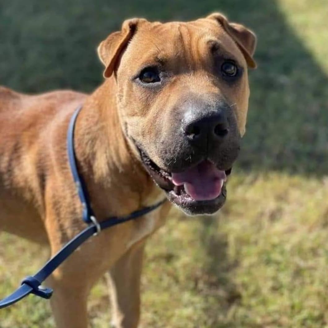 Birch is such a playful love bug, and can't wait to get to his forever home..... Check him out!!

Hello Wisconsin! My name is Birch. I am a 1 year old Shar Pei mix that weighs about 50 pounds. My foster mom says I'm skinny and need to put on some weight so my bones don't show. I love to eat, so hopefully now that I'm being fed well it won't take long! First I want to say it's beautiful here, secondly I want to say it's FREEZING!!!! Now I see why chunky is better in Wisconsin! I am so excited to be living in a home with a super warm fireplace... It's my favorite spot to hang out! I live with 4 other dogs, and I get along with all of them.... We play, we box and then we collapse on the floor from exhaustion together! It's a really fun way to spend the day! I can't get over how wonderful it feels to be loved by humans! I have so many kisses to give and so much love to share! Snuggling up at your side seems to be my favorite! My mommy says I know my basic commands, and I've been doing really good with not having accidents. I like to go out every couple of hours. I'm working on walking on a leash, but I'm getting the hang of it rather quickly. I go into my crate without any problems, and am very chill when I'm in there...I don't even whine or bark!  My mom says I'm smart and so very handsome! I guess I have a squishy face that she loves cause she's always kissing me! I am content here, but I REALLY need a family to call my own! I have so much love to give.... Who's out there looking for someone to love them???? I'm your guy!!

<a target='_blank' href='https://www.instagram.com/explore/tags/adoptdontshop/'>#adoptdontshop</a>
<a target='_blank' href='https://www.instagram.com/explore/tags/luckymuttswi/'>#luckymuttswi</a>
<a target='_blank' href='https://www.instagram.com/explore/tags/rescuedogsmke/'>#rescuedogsmke</a>
<a target='_blank' href='https://www.instagram.com/explore/tags/doglovers/'>#doglovers</a>
<a target='_blank' href='https://www.instagram.com/explore/tags/rescuedogsofinstagram/'>#rescuedogsofinstagram</a>
<a target='_blank' href='https://www.instagram.com/explore/tags/sweetpup/'>#sweetpup</a>
<a target='_blank' href='https://www.instagram.com/explore/tags/mke/'>#mke</a>
<a target='_blank' href='https://www.instagram.com/explore/tags/mkepup/'>#mkepup</a>
<a target='_blank' href='https://www.instagram.com/explore/tags/wisconsinrescue/'>#wisconsinrescue</a>
<a target='_blank' href='https://www.instagram.com/explore/tags/lovedogs/'>#lovedogs</a>
<a target='_blank' href='https://www.instagram.com/explore/tags/rescue/'>#rescue</a>
<a target='_blank' href='https://www.instagram.com/explore/tags/foster/'>#foster</a>
<a target='_blank' href='https://www.instagram.com/explore/tags/adopt/'>#adopt</a>
<a target='_blank' href='https://www.instagram.com/explore/tags/dogsofinstagram/'>#dogsofinstagram</a>
<a target='_blank' href='https://www.instagram.com/explore/tags/dogrescue/'>#dogrescue</a>
<a target='_blank' href='https://www.instagram.com/explore/tags/playful/'>#playful</a>
<a target='_blank' href='https://www.instagram.com/explore/tags/sweet/'>#sweet</a>
<a target='_blank' href='https://www.instagram.com/explore/tags/kisses/'>#kisses</a>
<a target='_blank' href='https://www.instagram.com/explore/tags/love/'>#love</a>