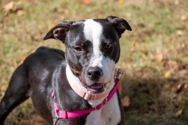 We have some cat-tastic and bow-WOW Waifs waiting to be adopted! Just in time for the holidays! Our Pet Adoption Center is open until 7:00pm today, and 10-5 Saturday and Sunday. 1/2 price adoptions for dogs and cats 5 months - 6 years of age.