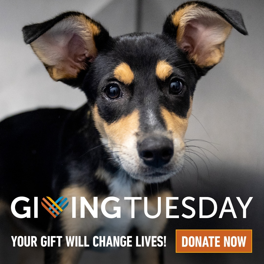 <a target='_blank' href='https://www.instagram.com/explore/tags/GivingTuesday/'>#GivingTuesday</a> kicks off in two days! 🎉🐾 You can start helping animals right now by creating an Instagram fundraiser for Animal Humane Society. 💙 Choose a photo of your pet (or screenshot this image), create a new feed post, and under the caption section select 