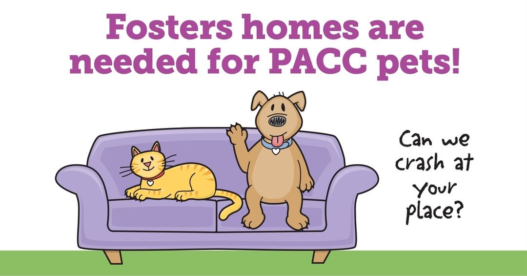 We’re calling today 🛋 “SOFA SUNDAY” 🛋 

Foster a pet to crash on your sofa! If you want to adopt your foster after the sleepover, you can name your price. 

(This will also apply to ALL current foster pets.)