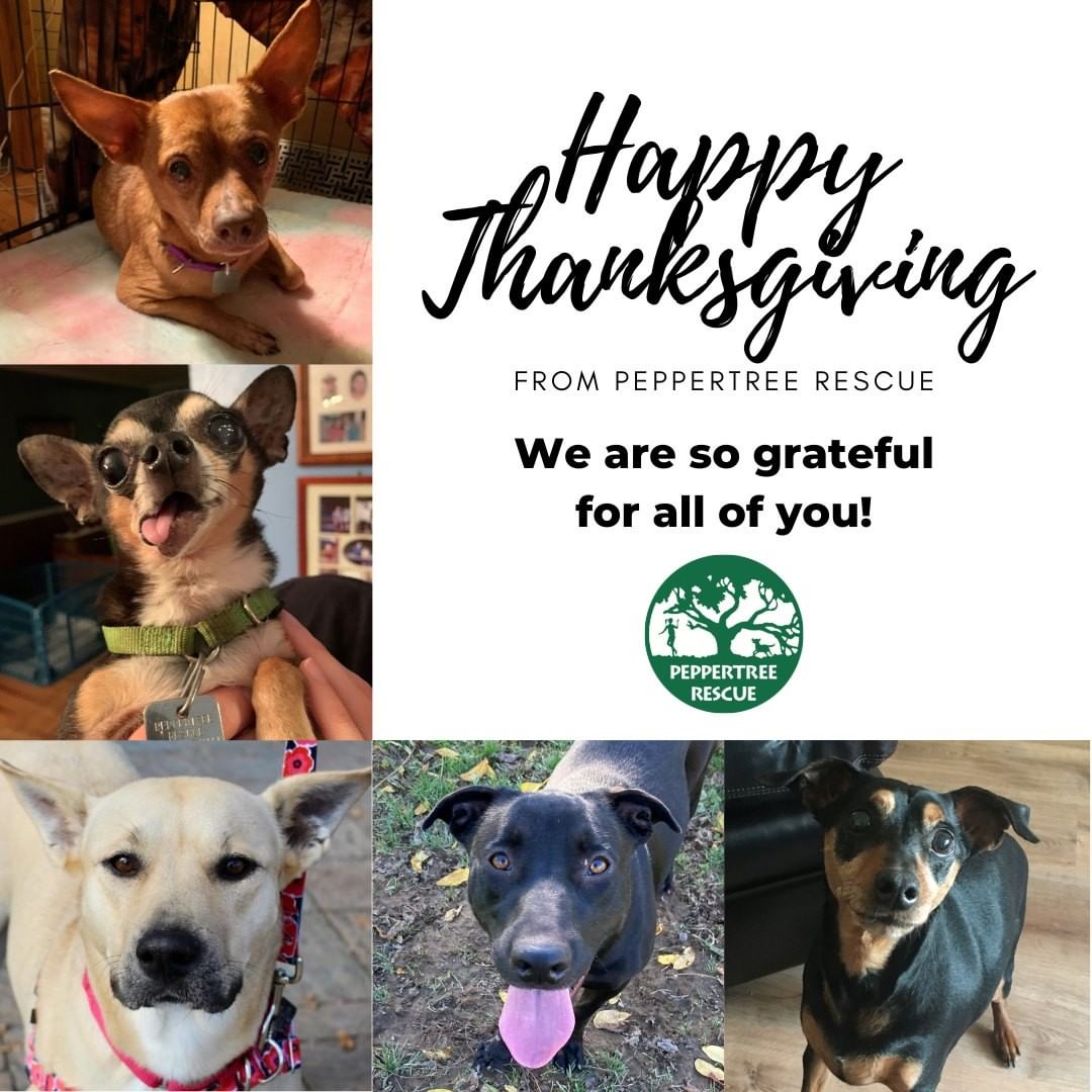 Happy Thanksgiving from all of us at Peppertree Rescue! 

We at Peppertree are so grateful for all of you - our supporters, our volunteers, our donors, our adopters and especially our foster families.

From the bottom of our hearts, and from the bottom of Pico, Tiny Tim, Hermione, Glenda and Pirate's hearts - we wish you a day full of happiness. 
<a target='_blank' href='https://www.instagram.com/explore/tags/peppertreerescue/'>#peppertreerescue</a> <a target='_blank' href='https://www.instagram.com/explore/tags/happythanksgiving/'>#happythanksgiving</a> <a target='_blank' href='https://www.instagram.com/explore/tags/grateful/'>#grateful</a>