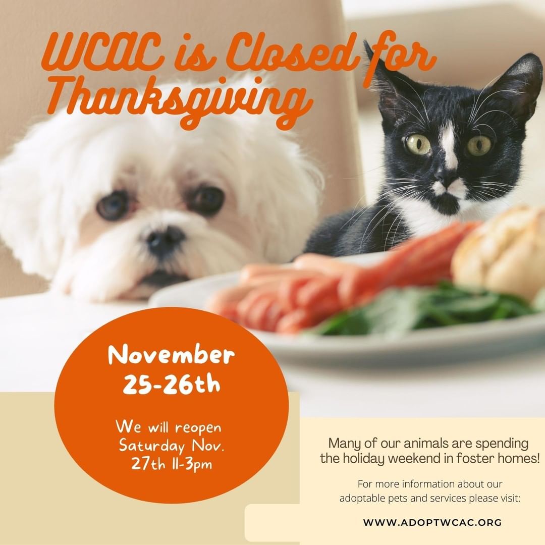 Our shelter will be closed Thursday and Friday for Thanksgiving! Not all our dogs found holiday foster homes, so we will reopen on Saturday from 11-3pm. For a complete listing of our adoptable animals, please visit our website: link in bio. We wish you and your families (with and without fur) a safe holiday weekend!