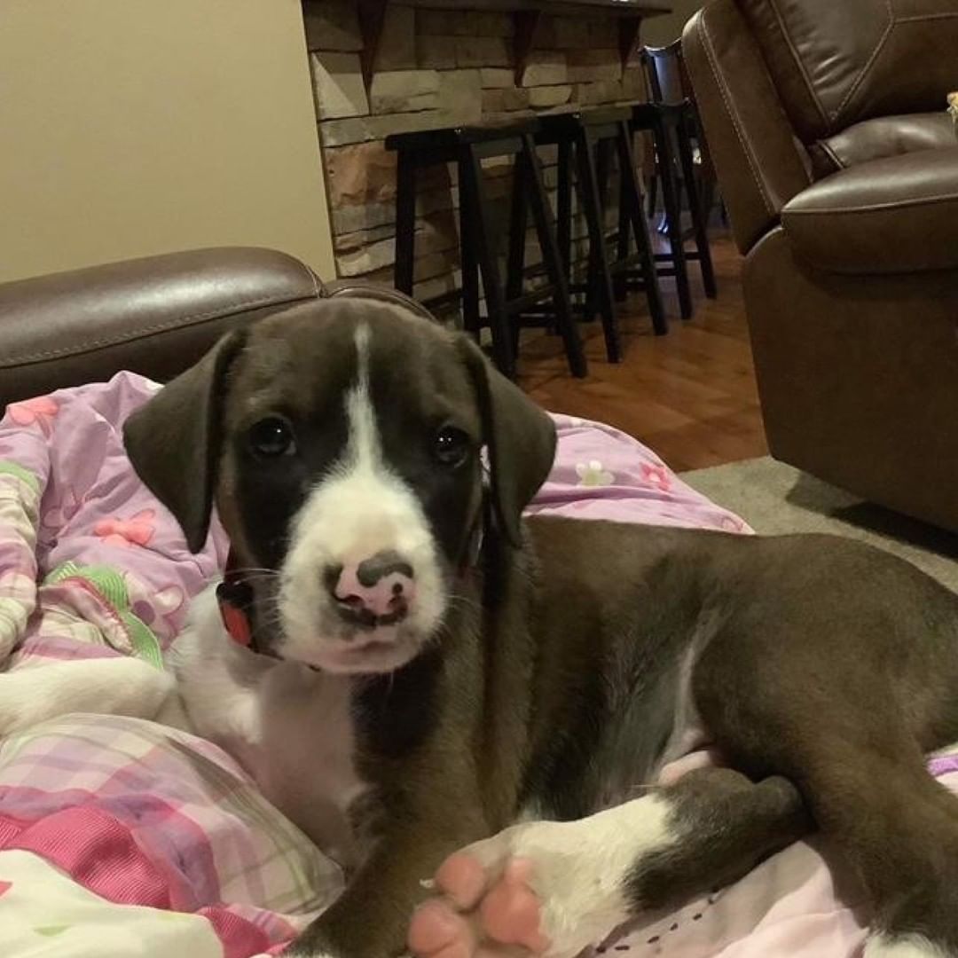 These two pups, Perry and Rex, are coming to Midcoast Humane with eight of their puppy friends, and we are looking for people to foster them! Our foster orientation process is all online and can be done from the comfort of your own home. Just visit our website to learn more about our program and begin the process! Link in bio.

<a target='_blank' href='https://www.instagram.com/explore/tags/fosterpuppies/'>#fosterpuppies</a> <a target='_blank' href='https://www.instagram.com/explore/tags/fosteringsaveslives/'>#fosteringsaveslives</a> <a target='_blank' href='https://www.instagram.com/explore/tags/transportpuppies/'>#transportpuppies</a> <a target='_blank' href='https://www.instagram.com/explore/tags/puppiesofinstagram/'>#puppiesofinstagram</a> <a target='_blank' href='https://www.instagram.com/explore/tags/puppies/'>#puppies</a>