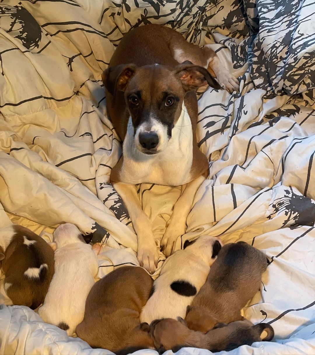 Mama Hanna and her ten day old babies. All are doing well! ♥️ 

She is the best mama ♥️