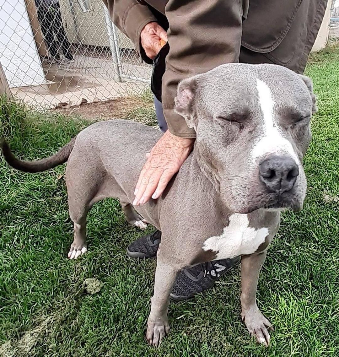 ATHENA IS THANKFUL FOR A SOFT TOUCH❤ 

This sweet girl is looking for her Forever Home, and will be eternally grateful to the special person or family that sees into her soul, and takes her into their heart and home.🙏

To Adopt ATHENA, please contact:
Info@AllforLoveAnimalRescue.org

Ventura County, CA.