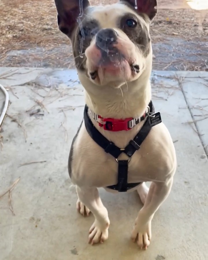 Spud has some extra wiggle in his tail wag and tippies in his tappies this morning, because our Black Friday fee-waived adoption event starts TODAY! Now through Monday, November 29th, adoption fees are waived for ALL pets in our shelters and in foster homes.

If you're looking for a new best friend, come visit any of our three locations this weekend! You can also get started by going to LifeLineAnimal.org/adopt. Spud and his pals can't wait to meet you!

<a target='_blank' href='https://www.instagram.com/explore/tags/adoptashelterpet/'>#adoptashelterpet</a> <a target='_blank' href='https://www.instagram.com/explore/tags/blackfriday2021/'>#blackfriday2021</a> <a target='_blank' href='https://www.instagram.com/explore/tags/adoptdontshop/'>#adoptdontshop</a> <a target='_blank' href='https://www.instagram.com/explore/tags/OurCityOurAnimals/'>#OurCityOurAnimals</a>