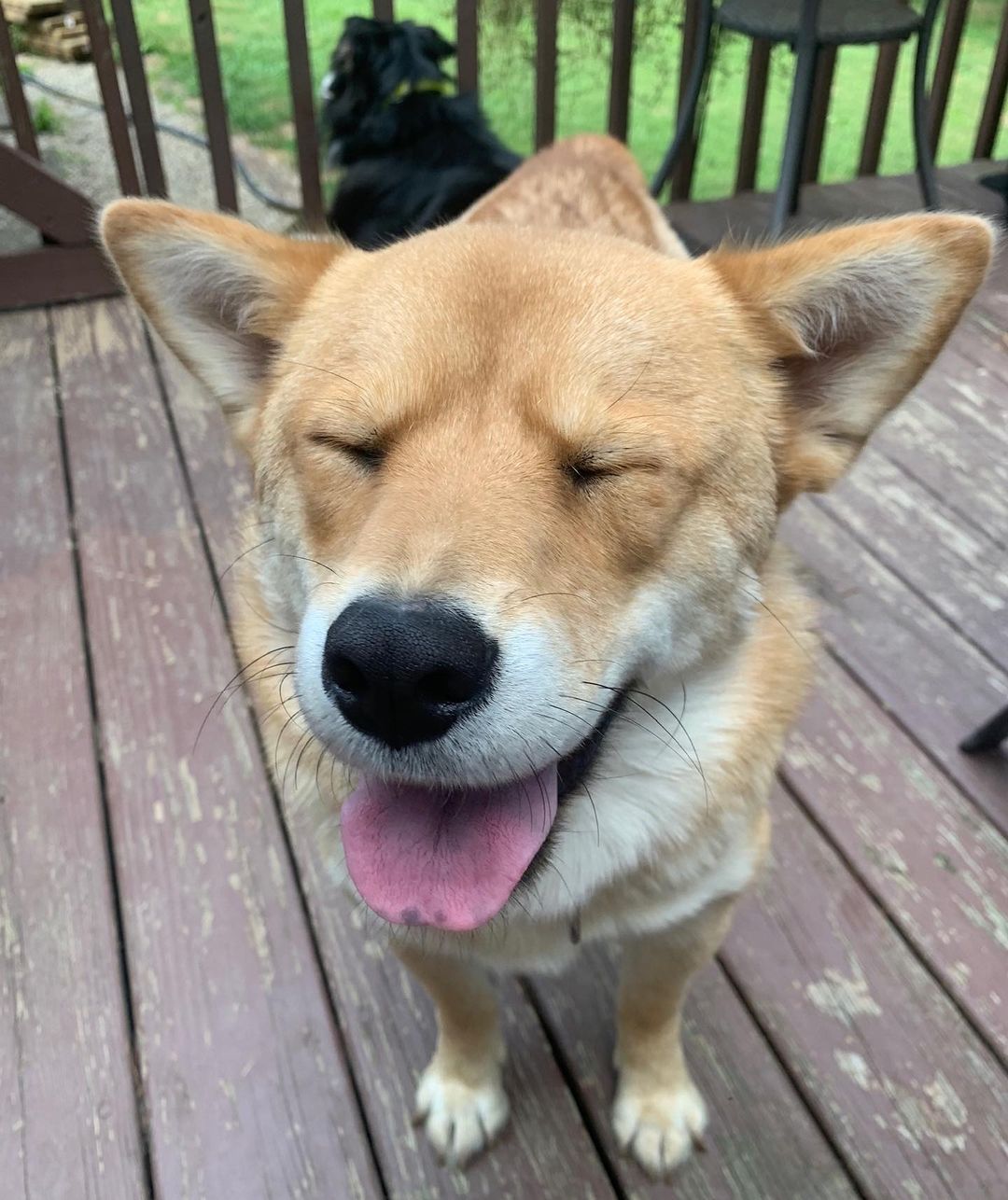 Meet Sandy!
🐾Female
🐾Age: 2 years old 
🐾Weight: 44 lbs 
🐾Breed: Shiba Inu Mix
❤️
Hey there, I’m Sandy! I’m a very shy girl who has come to love her foster parents and foster fur siblings after living in the wild for the first two years of my life so I’m still learning the ropes of what it’s like to be in a loving home. I know that once I find my forever family who will give me all the love I deserve; I will warm up!
☀️
I’m still working on the basics; I’m truly not a fan of walking on a leash but I’m trying to work on it. With that, a fenced in yard would be best to safely get my energy out but dog parks would also work for me since I get along with all dogs! I have not mastered house training, but I think I’m getting the hang of it and with patience, routine, and repetition I think I will have it mastered in no time!
🍁
I have learned to go into my kennel with the help of a tasty treat and sleep there perfectly comfy at night. I do wake up every night routinely to go potty and will bark to let you know. I don’t like to be left alone for too long; otherwise, I am quite the talker! I love playing with my foster fur siblings and will require a fur sibling in my forever home who will continue showing me the ropes which will allow me to gain more confidence by following their lead. I have not fully met cats; however, I have seen a barn cat in passing and didn’t seem to mind it too much.
🌻
I like to nudge you to entice you to play with me. I do tend to nibble sometimes instead of nudge when I get super excited but I’m starting to learn that I shouldn’t do that when you tell me. I love having a toy that I can chew on and squeak; if not, I can get bored and look for other cool “chew toys” that are left in my reach. I am really excited to find my perfect forever family who is not only willing to give me a chance but is patient and loving! 
🍎
If you are interested in meeting Sandy, apply to adopt her at www.causeforcanines.org
Adoption fee: $250
Must be an Ohio resident & 23 or older.
Children must be 8 or older.