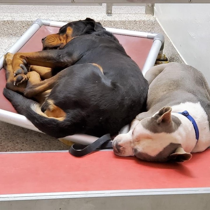 Duque and Jenni are dreaming of a kind home where there are plenty of soft dog beds, lots of yummy food, and, of course, loads and loads of love.
Please come and meet these two special pals and see if you can make their dreams come true. They have a lot of life and love just waiting for you.