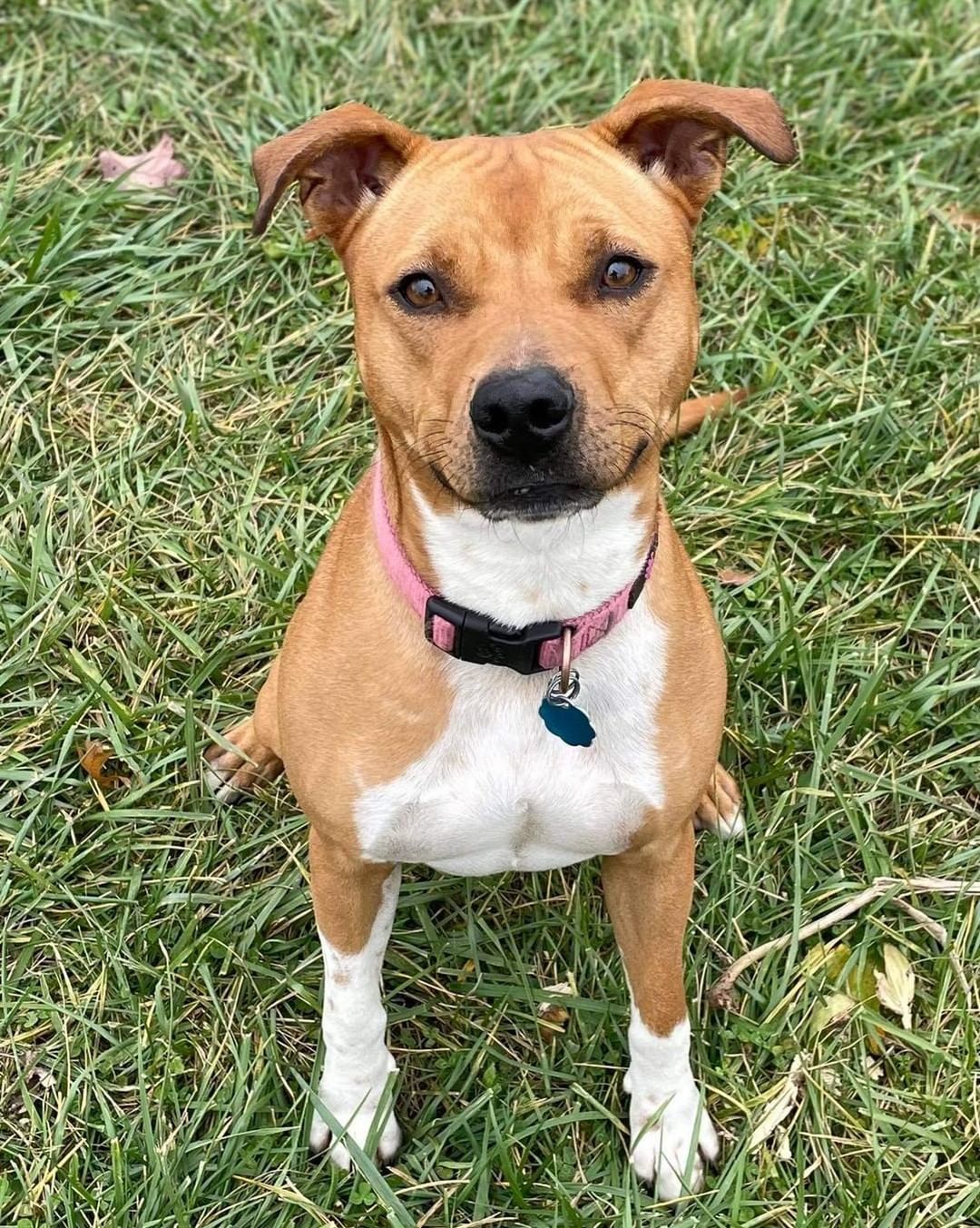 Pippin is an almost 2 yr old terrier mix who is a total lovebug! When she takes a break from frolicking, she loves to cuddle up! She does well with dogs and kids and will make your home complete with her sweet and caring nature. Who will give this girl a place in their home and heart?

https://www.petfinder.com/dog/pippin-53054823/mo/kansas-city/lucky-13-rescue-inc-mo689/

Interested in adopting?
https://www.shelterluv.com/matchme/adopt/LUCK/Dog