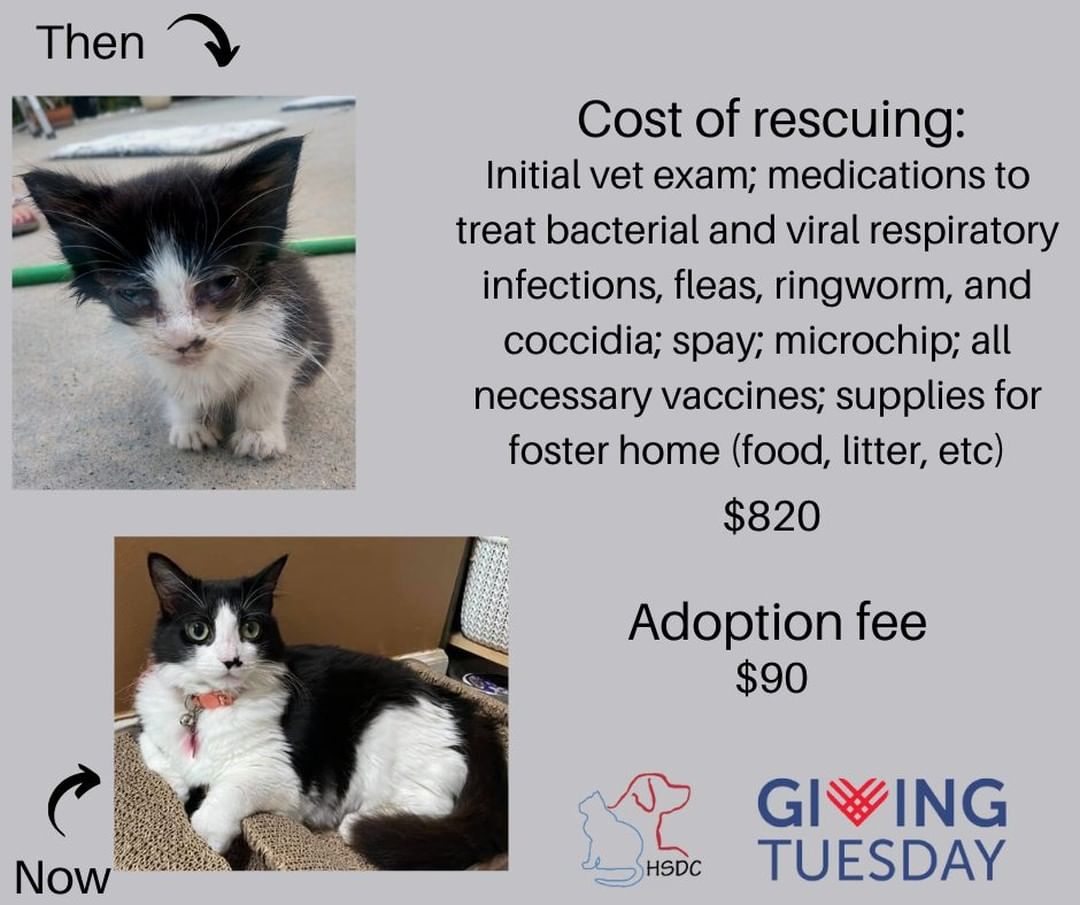 ⏰Mark your calendars for Tuesday, November 30th and set your alarm for 8am!  Facebook will be matching donations to non-profit organizations as part of Giving Tuesday and we want to make every dollar count!  HSDC is a 501c3 non-profit organization which means we get no government funding.  We rely on the generosity of our supporters to help care for the homeless pets of our community! 
We want to be transparent and share the cost for us to do an intake, or rescue, of a sick animal versus the cost of the adoption fee.  As you can see, we do not make a profit from saving these sweet animals which is why your donation is so important.
Making a donation in someone's name can also make a great Christmas gift for that hard to shop for person🎁
<a target='_blank' href='https://www.instagram.com/explore/tags/adoptdontshop/'>#adoptdontshop</a> <a target='_blank' href='https://www.instagram.com/explore/tags/givingtuesday/'>#givingtuesday</a> <a target='_blank' href='https://www.instagram.com/explore/tags/sharingiscaring/'>#sharingiscaring</a>