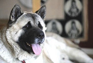 Better to have one faithful dog by your side than ten fickle men. 🐾Satou is 115lb big boy that needs a breed savvy home. He would do best in a calm, all adult home with no other pets. He is a big bear of an Akita that needs a little time to get to know at first, but in return will be your devoted companion for life.💙
Email: apassionforpaws@gmail.com for adoption information

www.apassionforpaws.org

<a target='_blank' href='https://www.instagram.com/explore/tags/rescuedog/'>#rescuedog</a> <a target='_blank' href='https://www.instagram.com/explore/tags/rescuedogsrock/'>#rescuedogsrock</a> <a target='_blank' href='https://www.instagram.com/explore/tags/rescuedogsofinstagram/'>#rescuedogsofinstagram</a> <a target='_blank' href='https://www.instagram.com/explore/tags/adopt/'>#adopt</a> <a target='_blank' href='https://www.instagram.com/explore/tags/adoptdontshop/'>#adoptdontshop</a> <a target='_blank' href='https://www.instagram.com/explore/tags/adoption/'>#adoption</a> <a target='_blank' href='https://www.instagram.com/explore/tags/adoptables/'>#adoptables</a> <a target='_blank' href='https://www.instagram.com/explore/tags/adoptme/'>#adoptme</a> <a target='_blank' href='https://www.instagram.com/explore/tags/akitaranch/'>#akitaranch</a> <a target='_blank' href='https://www.instagram.com/explore/tags/happynewyear2021/'>#happynewyear2021</a> <a target='_blank' href='https://www.instagram.com/explore/tags/2021/'>#2021</a> <a target='_blank' href='https://www.instagram.com/explore/tags/love/'>#love</a> <a target='_blank' href='https://www.instagram.com/explore/tags/happy/'>#happy</a> <a target='_blank' href='https://www.instagram.com/explore/tags/hope/'>#hope</a> <a target='_blank' href='https://www.instagram.com/explore/tags/together/'>#together</a> <a target='_blank' href='https://www.instagram.com/explore/tags/savelives/'>#savelives</a> <a target='_blank' href='https://www.instagram.com/explore/tags/akitalover/'>#akitalover</a> <a target='_blank' href='https://www.instagram.com/explore/tags/newyear/'>#newyear</a> <a target='_blank' href='https://www.instagram.com/explore/tags/newhope/'>#newhope</a> <a target='_blank' href='https://www.instagram.com/explore/tags/newlove/'>#newlove</a> <a target='_blank' href='https://www.instagram.com/explore/tags/newrescue/'>#newrescue</a> <a target='_blank' href='https://www.instagram.com/explore/tags/work/'>#work</a> <a target='_blank' href='https://www.instagram.com/explore/tags/cute/'>#cute</a> <a target='_blank' href='https://www.instagram.com/explore/tags/grateful/'>#grateful</a> <a target='_blank' href='https://www.instagram.com/explore/tags/helpingothers/'>#helpingothers</a> <a target='_blank' href='https://www.instagram.com/explore/tags/helpanimals/'>#helpanimals</a> <a target='_blank' href='https://www.instagram.com/explore/tags/love/'>#love</a>