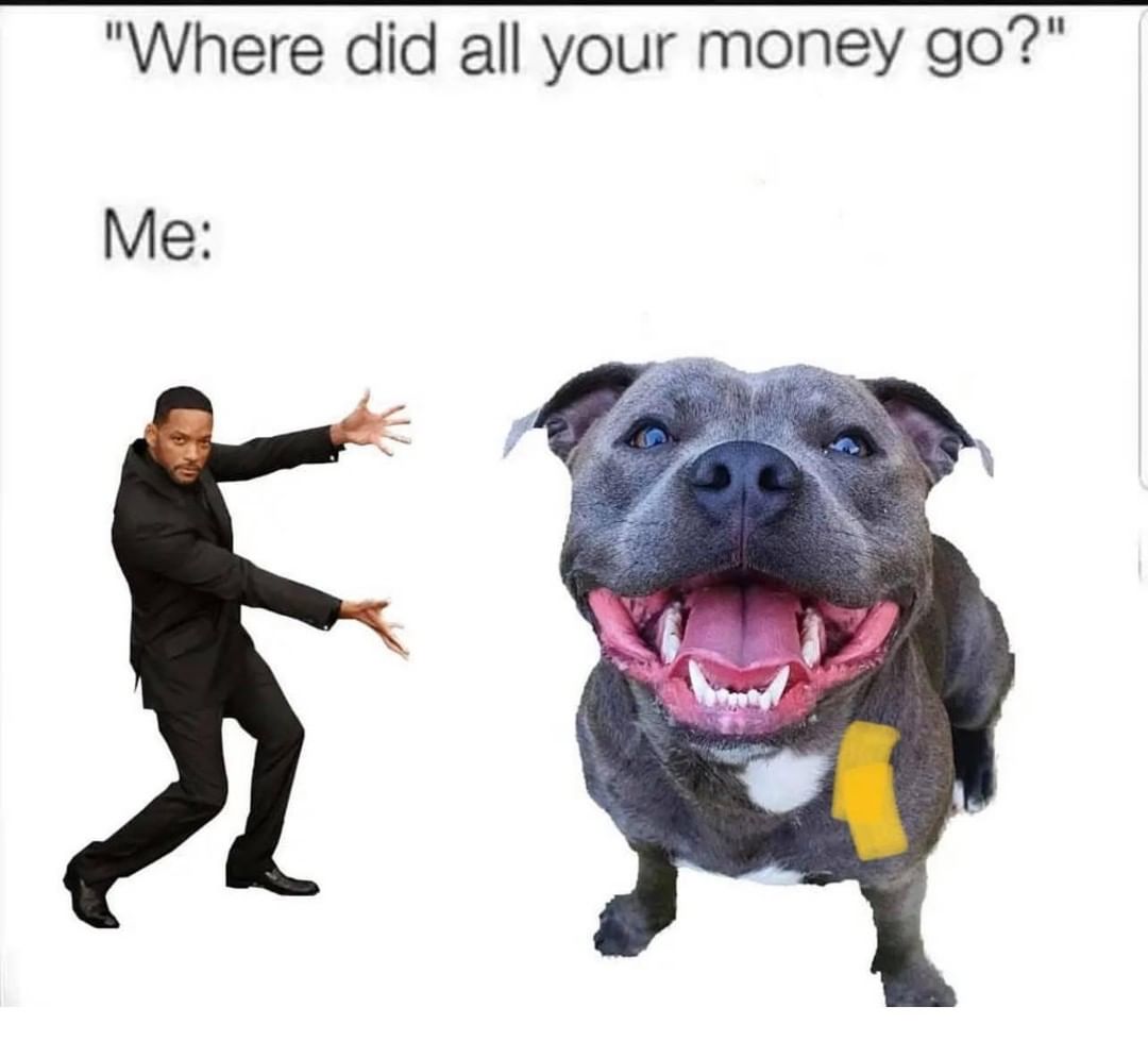 Who can relate?🤣
A super bonus to becoming a foster is you don’t pay for anything, yet you get all the benefits of having a dog in your life! Fostering his FREE! Learn more here: https://www.4pitssakerescue.com/welcome