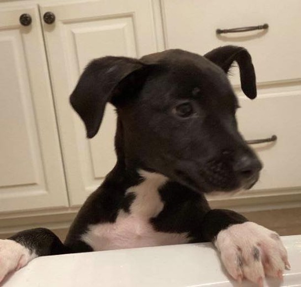 I’m Meme and I am the cutest, most lovable puppy in the world! I am a 3 to 4-month-old black terrier mix. I am only about 8-9 pounds. I have cute white socks on my giant feet—I have some growing still to do! I am up to date on my shots and will be ready to get spayed in January. I came to rescue from a kill shelter in rural, LA, after I was found a stray and no one came looking for me. I love every person I meet and want to jump in their arms and kiss them and love on them! I am teething right now and need chew toys all over the house. But as long as I have toys, I don’t chew the house. I am working on not chewing on my foster family’s hands and am much better than when I first arrived. I am high energy and need walks and play time every day. I do well in my kennel when you have to leave. I am progressing well with house training and walking on a leash. I get along really well with the dogs and kids in my foster house. I would love to have a doggie playmate, but the kids in my foster house are great playmates too since my foster dog sisters are too old to play with me. I have met the neighbor’s cat and we get along too! I have the cutest crooked ears and I know you will fall in love with me when you meet me. Will you give me a forever home to grow up in and be your loyal, bestest friend?? 

Please note: as with most rescue puppies, we have no way to guarantee this puppy’s breed or size potential. 

If you are interested in meeting and/or adopting, the first step is to please visit our website to complete an application and read all of our FAQs: https://www.takepawsrescue.org/adopt 

<a target='_blank' href='https://www.instagram.com/explore/tags/adoptdontshop/'>#adoptdontshop</a> <a target='_blank' href='https://www.instagram.com/explore/tags/spayandneuter/'>#spayandneuter</a> <a target='_blank' href='https://www.instagram.com/explore/tags/rescuedogsofinstagram/'>#rescuedogsofinstagram</a> <a target='_blank' href='https://www.instagram.com/explore/tags/rescuedismyfavoritebreed/'>#rescuedismyfavoritebreed</a> <a target='_blank' href='https://www.instagram.com/explore/tags/adoptme/'>#adoptme</a> <a target='_blank' href='https://www.instagram.com/explore/tags/noladogs/'>#noladogs</a> <a target='_blank' href='https://www.instagram.com/explore/tags/nola/'>#nola</a> <a target='_blank' href='https://www.instagram.com/explore/tags/neworleans/'>#neworleans</a> <a target='_blank' href='https://www.instagram.com/explore/tags/louisiana/'>#louisiana</a>  <a target='_blank' href='https://www.instagram.com/explore/tags/adoptablackdog/'>#adoptablackdog</a>