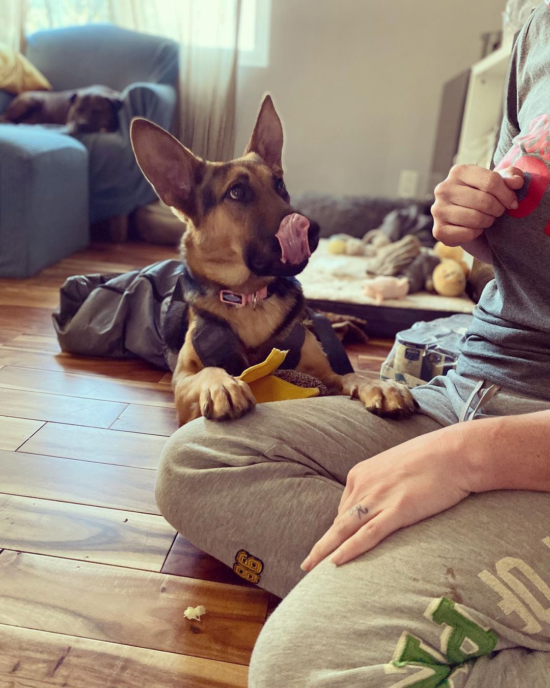 Happy end of thanksgiving weekend. From the beggar. I mean Sunshine. @walknrollsunshine <a target='_blank' href='https://www.instagram.com/explore/tags/adoptdontshop/'>#adoptdontshop</a> <a target='_blank' href='https://www.instagram.com/explore/tags/adoptme/'>#adoptme</a> <a target='_blank' href='https://www.instagram.com/explore/tags/puppies/'>#puppies</a> <a target='_blank' href='https://www.instagram.com/explore/tags/dog/'>#dog</a> <a target='_blank' href='https://www.instagram.com/explore/tags/dogs/'>#dogs</a> <a target='_blank' href='https://www.instagram.com/explore/tags/rescuedogsofinstagram/'>#rescuedogsofinstagram</a> <a target='_blank' href='https://www.instagram.com/explore/tags/puppiesofinstagram/'>#puppiesofinstagram</a> <a target='_blank' href='https://www.instagram.com/explore/tags/puppylove/'>#puppylove</a> <a target='_blank' href='https://www.instagram.com/explore/tags/dogsofinstagram/'>#dogsofinstagram</a> <a target='_blank' href='https://www.instagram.com/explore/tags/germanshepherd/'>#germanshepherd</a>