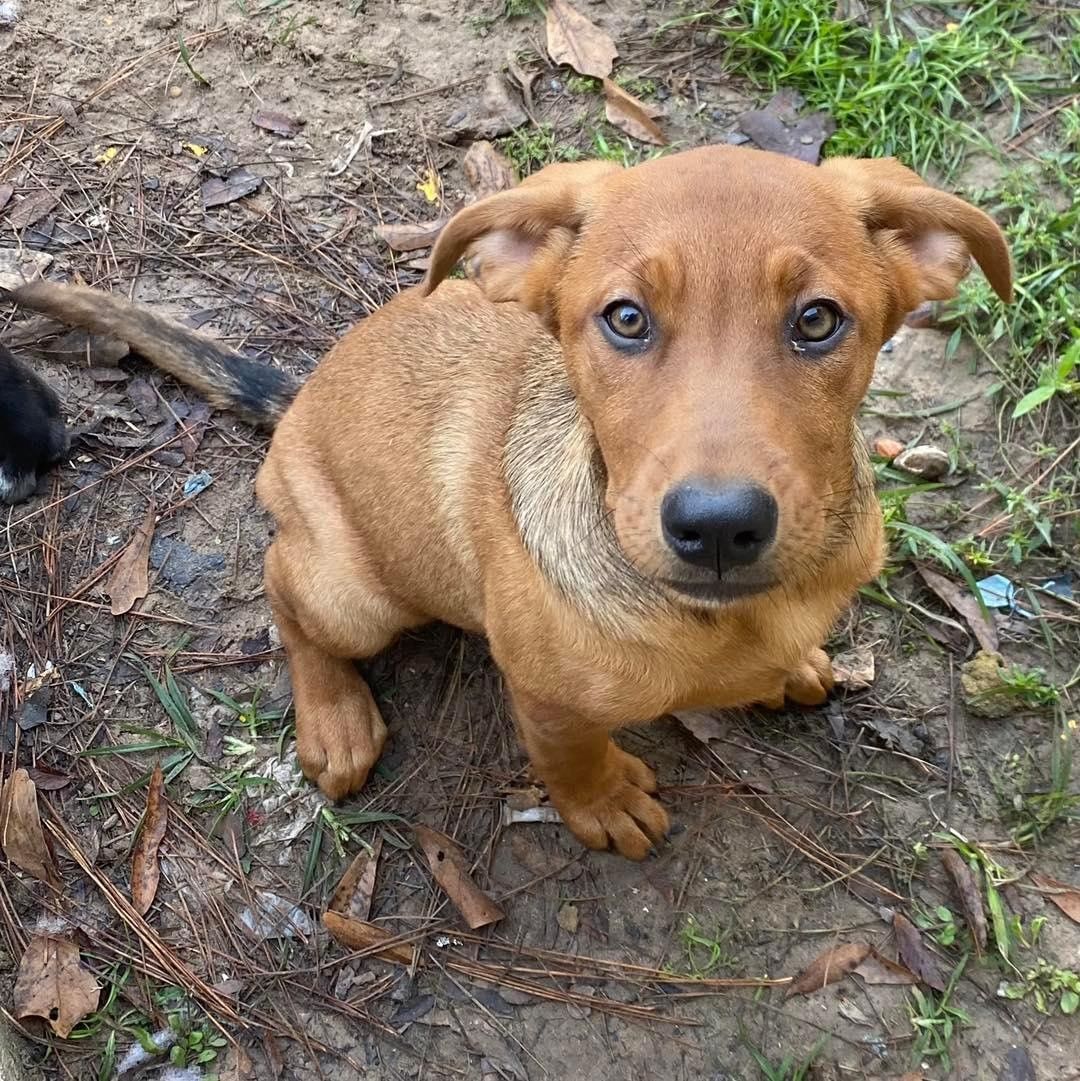 𝗠𝗘𝗘𝗧 𝗖𝗜𝗡𝗡𝗔𝗠𝗢𝗡!
Cinnamon is a part of the Grangerland litter, a litter of puppies found in Texas. She is playful and friendly, and looking for her forever home. Cinnamon loves affection and loves to cuddle up on the couch! 

Apply to foster or adopt her ⬇️
https://snarrnortheast.org/adopt/
https://snarrnortheast.org/foster

<a target='_blank' href='https://www.instagram.com/explore/tags/adoptdontshop/'>#adoptdontshop</a> <a target='_blank' href='https://www.instagram.com/explore/tags/rescue/'>#rescue</a> <a target='_blank' href='https://www.instagram.com/explore/tags/animallovers/'>#animallovers</a> <a target='_blank' href='https://www.instagram.com/explore/tags/dog/'>#dog</a> <a target='_blank' href='https://www.instagram.com/explore/tags/love/'>#love</a> <a target='_blank' href='https://www.instagram.com/explore/tags/dogrescue/'>#dogrescue</a> <a target='_blank' href='https://www.instagram.com/explore/tags/rescuedog/'>#rescuedog</a> <a target='_blank' href='https://www.instagram.com/explore/tags/adopt/'>#adopt</a> <a target='_blank' href='https://www.instagram.com/explore/tags/fosteringsaveslives/'>#fosteringsaveslives</a> <a target='_blank' href='https://www.instagram.com/explore/tags/doglover/'>#doglover</a> <a target='_blank' href='https://www.instagram.com/explore/tags/snarrnortheastrescue/'>#snarrnortheastrescue</a> <a target='_blank' href='https://www.instagram.com/explore/tags/givinghopetothehopeless/'>#givinghopetothehopeless</a> <a target='_blank' href='https://www.instagram.com/explore/tags/secondchances/'>#secondchances</a>