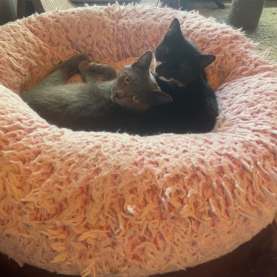 No Sunday scaries when you’re snuggling with your best pal! Featured are Sashe and Emmett 🐱💜🐱