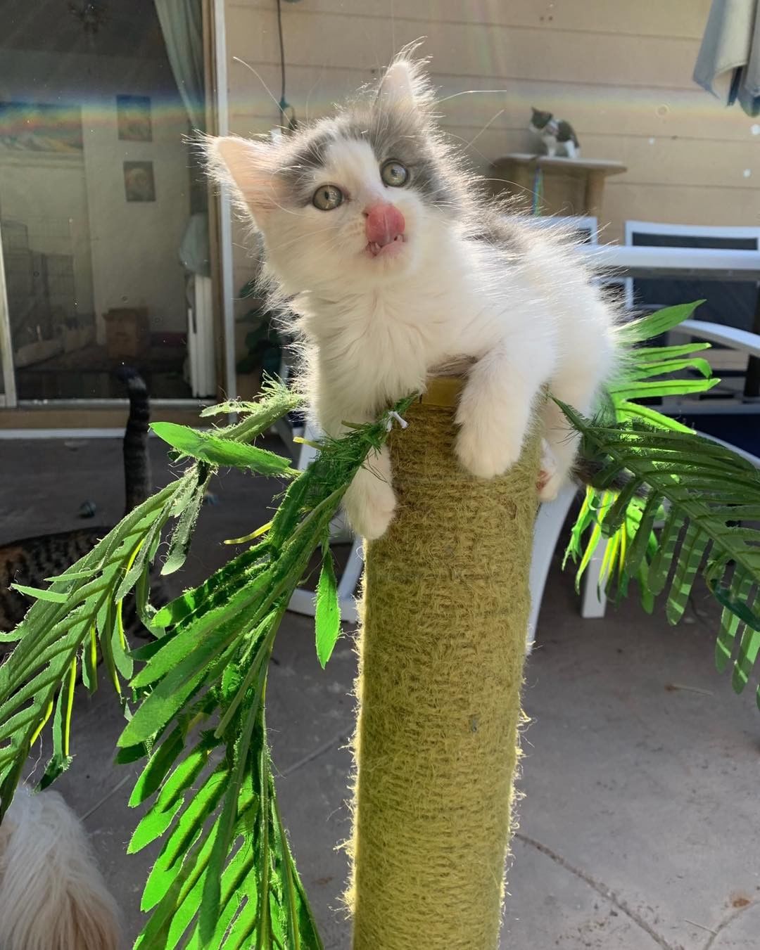 Sweet Yeti has been testing out her climbing skills while enjoying this cooler weather outside! We just can’t get enough of this cutie! 

She is currently hanging out in one of our awesome foster homes until she is ready for adoption!

 <a target='_blank' href='https://www.instagram.com/explore/tags/fosterkittens/'>#fosterkittens</a> <a target='_blank' href='https://www.instagram.com/explore/tags/fosteringsaveslives/'>#fosteringsaveslives</a>