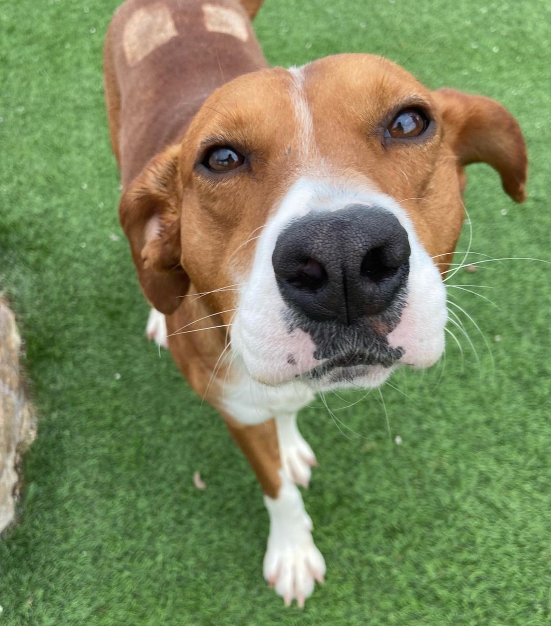 “Ooh yeah that’s the spot”

Hi there, my name is Darth! I am a 2 year old hound. I was found in South Carolina living outside with 7 other dogs in a small kennel.

I am shy but friendly guy and I think I could make an excellent family pet in a home with slightly older children. I like to hang out with other dogs, but sometimes can be selective about who I call my friend. I do seem to have a strong prey drive and wouldn't be a good fit for a home with cats or other small animals, but I certainly wouldn’t mind another dog sibling! 

I'd love to find an experienced dog owner who can help me learn to harness my confidence. I'd prefer a quieter lifestyle if possible, but that doesn't mean I don't want to meet new people. I could most certainly benefit from further training, particularly because I am not 100% potty-trained yet. Unfortunately, I did arrive at the ranch with testing positive for Heartworm, but lucky for me, the veterinarians here have been taking excellent care of me and BDRR covers all related expenses!

This Christmas will be the first one where I get to be in a safe, warm environment, and I’d love to spend it with you at your home! Apply to adopt at www.BDRR.org/adopt!