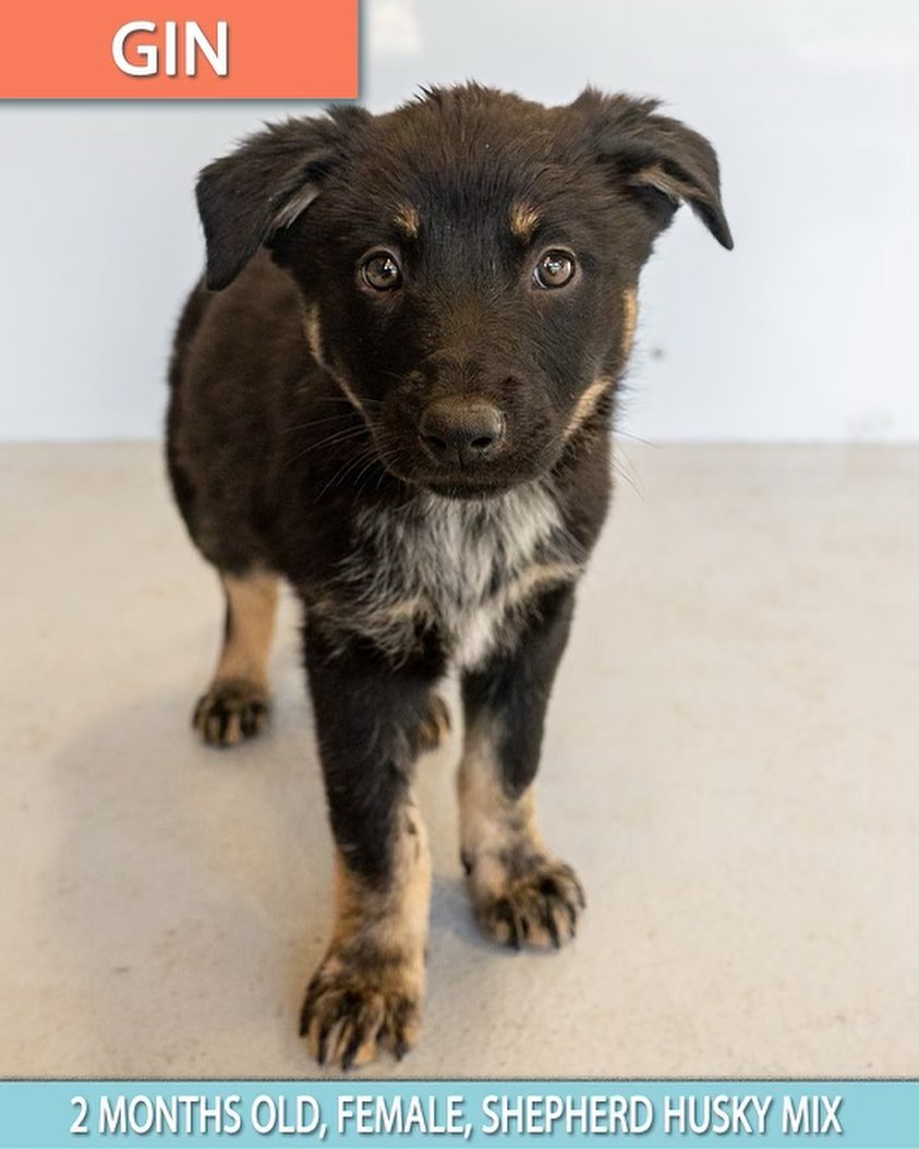 The cuteness does not stop. ❤️

Please meet these amazing puppies who all came to us last week from Perris, California. 😍

Swipe through to meet 6, Husky/Shepard mixes and apply now. 

These babies were left to did and running in the streets. Just look at them now 🤩

<a target='_blank' href='https://www.instagram.com/explore/tags/wagmor/'>#wagmor</a> <a target='_blank' href='https://www.instagram.com/explore/tags/wagmorpets/'>#wagmorpets</a> <a target='_blank' href='https://www.instagram.com/explore/tags/Wagmorfamily/'>#Wagmorfamily</a>