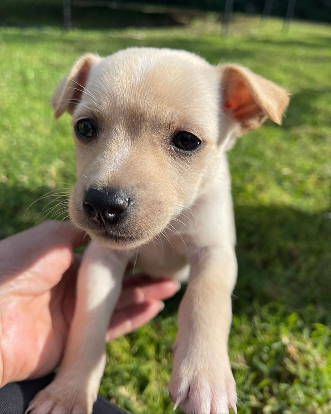 ⚠️ SAMANTHA & STEVE 👋🏻
🧡 Still need a home! 💕

💕 SAMANTHA - 8 week old, female, terrier mix. Expected to be 10-15 lbs fully grown. (Cream Coloring). 

Samantha is the princess of the bunch! She's the first one to be ready to play. She loves toys, to nibble just about anything, and most of all to snuggle. She's not afraid of anything. Even big dogs.  She's petite and precious. 

🧡 STEVE - 8 week old, male, terrier mix. Expected to be 10-15 lbs fully grown. (Brown Coloring). 

Steve is a very sweet boy who's always up for playtime and kisses!  He's got great energy and loves to be held.  He is great with kids and other dogs. 

To apply to adopt Steve or Samantha (or both!) into your home please submit an adoption application on our website! 

📮 WagmorPets.org/Adoption 

🧡👋🏻 Can’t adopt? Help us find these puppies a home by sharing this post with your friends and family! 

🐶 <a target='_blank' href='https://www.instagram.com/explore/tags/wagmorpets/'>#wagmorpets</a> <a target='_blank' href='https://www.instagram.com/explore/tags/puppiesforall/'>#puppiesforall</a> <a target='_blank' href='https://www.instagram.com/explore/tags/puppiesofinstagram/'>#puppiesofinstagram</a> <a target='_blank' href='https://www.instagram.com/explore/tags/terrierpuppy/'>#terrierpuppy</a> <a target='_blank' href='https://www.instagram.com/explore/tags/puppies/'>#puppies</a> <a target='_blank' href='https://www.instagram.com/explore/tags/dogs/'>#dogs</a> 🐶