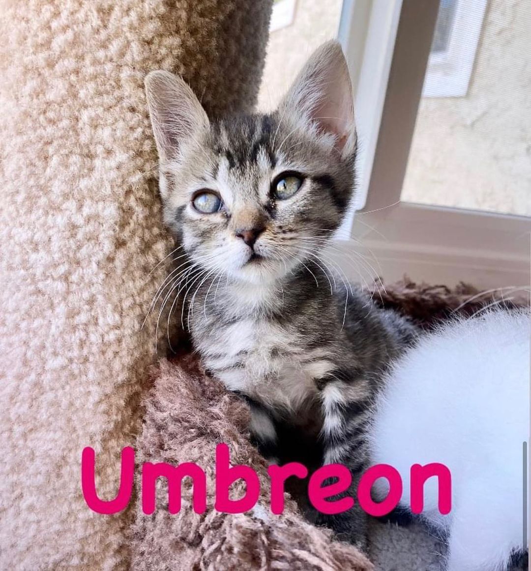😻CUTENESS ALERT! 🚨 
-8 weeks old
-Former bottle babies
- Gengar is male
-Eevee, Umbreon and Meowth
are females 
😽Meet the Pokémon crew!! 
These guys are a pile of cuddles. They are all SUPER friendly, socialized, do well with Foster’s kids (boys age 4 and 7). They are just learning how to play and wrestle. They are a bundle of kitten energy and love their wet food!
When they are all tuckered out they will cuddle with each other for naps- but the moment you walk in the door they are meowing to get a good spot to cuddle on your lap. They instantly purr upon being held and love being kissed on. At night they cuddle up with the Foster and sleep. These guys are going to be the sweetest, well socialized pets ever!!! 
Must go as pairs or into a home with a pet already waiting to be their new best friend. 
Interested? DM for an adoption questionnaire! 
.
.
.
.

<a target='_blank' href='https://www.instagram.com/explore/tags/adoptdontshop/'>#adoptdontshop</a> <a target='_blank' href='https://www.instagram.com/explore/tags/rescuekittensoflosangeles/'>#rescuekittensoflosangeles</a> <a target='_blank' href='https://www.instagram.com/explore/tags/kittensforadoption2021/'>#kittensforadoption2021</a> <a target='_blank' href='https://www.instagram.com/explore/tags/spayandneuteryourpets/'>#spayandneuteryourpets</a> <a target='_blank' href='https://www.instagram.com/explore/tags/bottlefedkittens/'>#bottlefedkittens</a> <a target='_blank' href='https://www.instagram.com/explore/tags/cuddlebugs/'>#cuddlebugs</a><a target='_blank' href='https://www.instagram.com/explore/tags/saturdaycaturday/'>#saturdaycaturday</a><a target='_blank' href='https://www.instagram.com/explore/tags/adoptme/'>#adoptme</a>