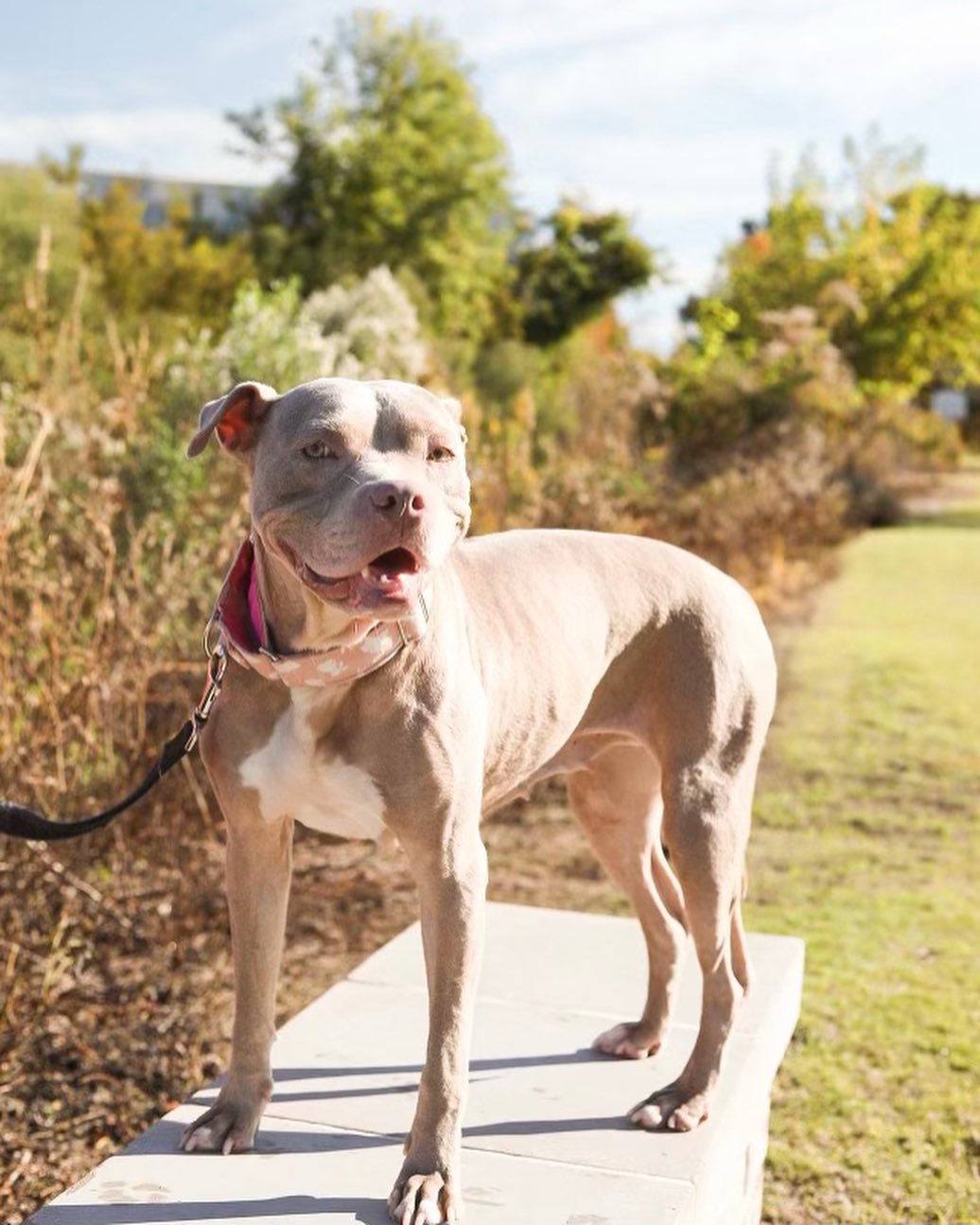 Beautiful Shelby is looking for her forever home!!

This amazing girl was adopted from us several years ago and returned a few months ago. Unfortunately, she came back to us with cancer and we’ve done all we can to remove as much of it as possible— even trying chemo. 
Our vet isn’t sure how long Shelby may have but he hopes our efforts have bought her a few golden years! 

Enough of the sad stuff though, let’s talk about how amazing Shelby is! 

If you are looking for a low key companion, she’s your girl. Her favorite place to be is by your side! She’s happy to spend your workday together, napping on a soft dog bed, listening to you work. Her favorite time of day is after dinner snuggle time, it may take her a minute to get comfortable, she might wiggle or squirm a bit, but the sound of your heartbeat will have her asleep in no time. 

Shelby has grown to love her crate, and views it as a safe space as long as it’s in a spot near her people. She is potty trained, too! She battles some separation anxiety, but the company of a fur friend definitely helps calm her. 

Shelby is spayed, microchipped, up to date on vaccines, and Heartworm negative. 

If interested in adopting this pretty girl, please head to the website and submit an adoption application 🖤

https://www.eunoiarescue.org/adopt