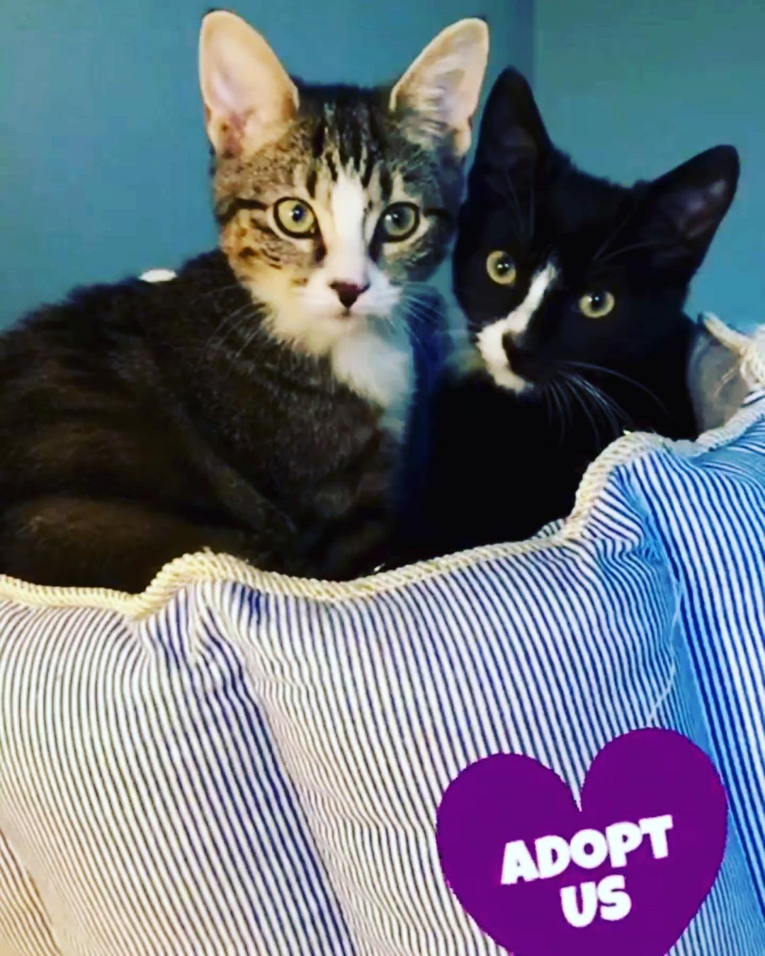 It’s time to find these sweet babies their furever homes: Meet the girls, Fig & Newton.  NEWTON is the black & white kitten and FIG is the tabby kitten. They’re 4 months old & ready to come home with you! Apply to meet/adopt them via link in bio…our app is NO-OBLIGATION 😽 What are you waiting for? 💗💗

<a target='_blank' href='https://www.instagram.com/explore/tags/forgottencats/'>#forgottencats</a> <a target='_blank' href='https://www.instagram.com/explore/tags/adoptablekittensofinstagram/'>#adoptablekittensofinstagram</a> <a target='_blank' href='https://www.instagram.com/explore/tags/adoptablekittens/'>#adoptablekittens</a>