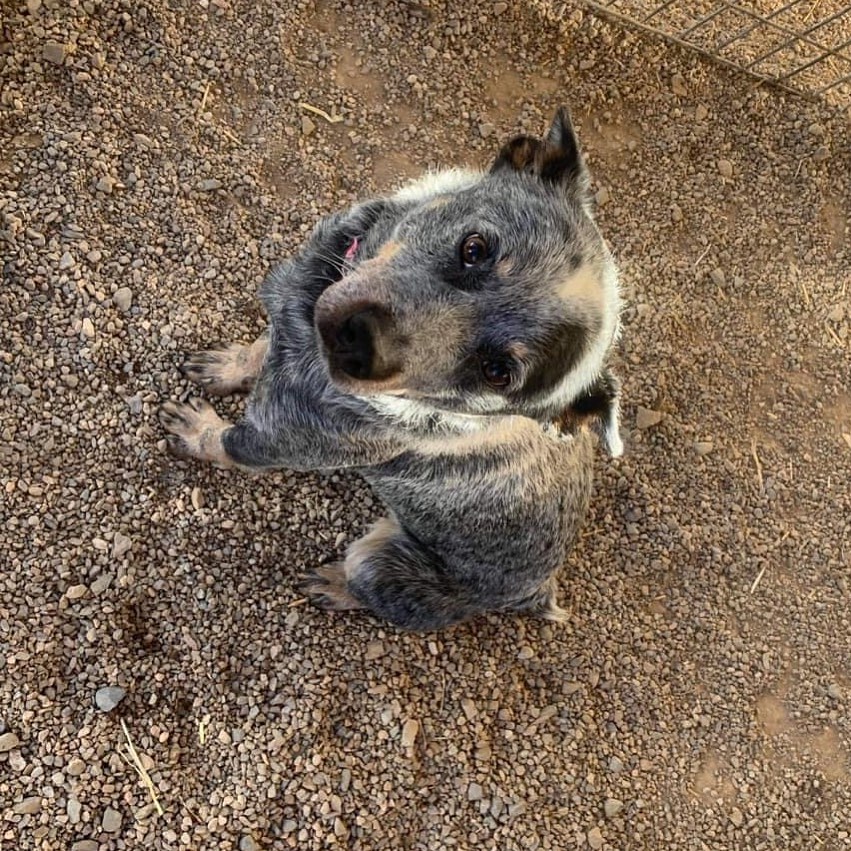 Do you know me??

Male neutered found at Ranchos De Taos Plaza
He has a microchip that is not registered
Has a black/pink collar with no tags 
If this is your dog please call 575-758-2981