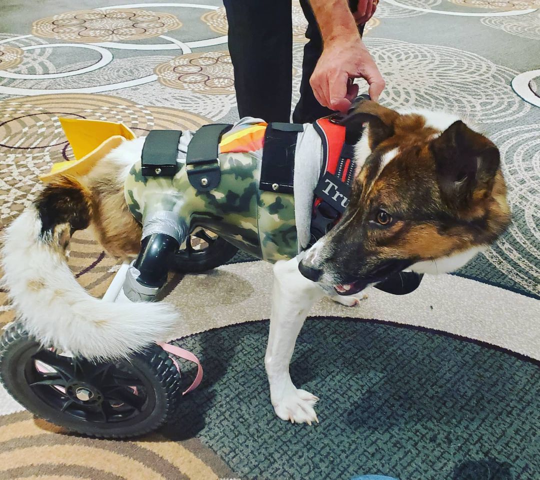 Merkel got his fitting today!  Still need to make some some adjustments. Video to come. 

<a target='_blank' href='https://www.instagram.com/explore/tags/merkel/'>#merkel</a> <a target='_blank' href='https://www.instagram.com/explore/tags/specialneedsdogsofinstagram/'>#specialneedsdogsofinstagram</a> <a target='_blank' href='https://www.instagram.com/explore/tags/specialneedsdogs/'>#specialneedsdogs</a> <a target='_blank' href='https://www.instagram.com/explore/tags/doubleamputee/'>#doubleamputee</a> <a target='_blank' href='https://www.instagram.com/explore/tags/straydog/'>#straydog</a> <a target='_blank' href='https://www.instagram.com/explore/tags/shotintheback/'>#shotintheback</a> <a target='_blank' href='https://www.instagram.com/explore/tags/saved/'>#saved</a> <a target='_blank' href='https://www.instagram.com/explore/tags/rescue/'>#rescue</a> <a target='_blank' href='https://www.instagram.com/explore/tags/rescued/'>#rescued</a> <a target='_blank' href='https://www.instagram.com/explore/tags/rescuedogs/'>#rescuedogs</a> <a target='_blank' href='https://www.instagram.com/explore/tags/rescuedogsofinstagram/'>#rescuedogsofinstagram</a>🐾 <a target='_blank' href='https://www.instagram.com/explore/tags/love/'>#love</a> <a target='_blank' href='https://www.instagram.com/explore/tags/wheeliedog/'>#wheeliedog</a> <a target='_blank' href='https://www.instagram.com/explore/tags/wheeliedogsofinstagram/'>#wheeliedogsofinstagram</a> <a target='_blank' href='https://www.instagram.com/explore/tags/dhanamettarescuesociety/'>#dhanamettarescuesociety</a> <a target='_blank' href='https://www.instagram.com/explore/tags/lowermainlandhumanesociety/'>#lowermainlandhumanesociety</a>