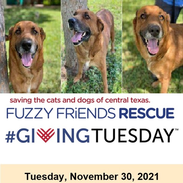 *** <a target='_blank' href='https://www.instagram.com/explore/tags/GivingTuesday/'>#GivingTuesday</a> is only 4 days away!!! *** 

Today's highlight is Kota!  Kota is a 2 1/2 year old Golden Retriever mix that was found as a stray at the new Amazon Distribution center during its construction.  He was found by a kind electrician that wanted to but was unable to keep him.  We were able to take him in.  We found that Kota had a skin fungus and was heartworm positive.  Thanks to the generosity of our community of supporters, we were able to treat him and get him ready for his Furr-ever home. 

This <a target='_blank' href='https://www.instagram.com/explore/tags/GivingTuesday/'>#GivingTuesday</a>, please think of us if you can and donate any amount you are able!
 
https://fuzzyfriendsrescue.com/donate/