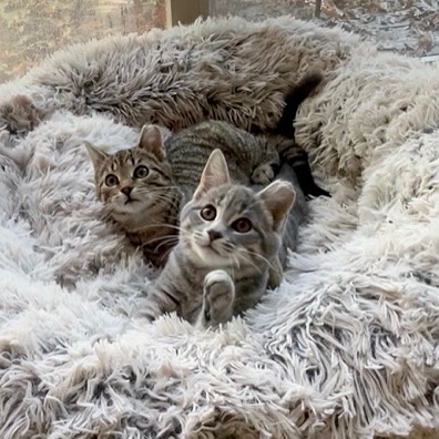 Pixy & Trixy wishing you all a good night! These sweet babies are happy to be indoors, warm & cosy instead of out in the cold. Apply to adopt on our website www.sparklecatrescue.org
.
.
.
.
<a target='_blank' href='https://www.instagram.com/explore/tags/greycats/'>#greycats</a> <a target='_blank' href='https://www.instagram.com/explore/tags/catsofinstagram/'>#catsofinstagram</a> <a target='_blank' href='https://www.instagram.com/explore/tags/tabbycat/'>#tabbycat</a> <a target='_blank' href='https://www.instagram.com/explore/tags/adoptdontshop/'>#adoptdontshop</a> <a target='_blank' href='https://www.instagram.com/explore/tags/fostercat/'>#fostercat</a> <a target='_blank' href='https://www.instagram.com/explore/tags/rescuecatsrock/'>#rescuecatsrock</a> <a target='_blank' href='https://www.instagram.com/explore/tags/burlingtonnc/'>#burlingtonnc</a> <a target='_blank' href='https://www.instagram.com/explore/tags/spayandneuter/'>#spayandneuter</a> <a target='_blank' href='https://www.instagram.com/explore/tags/adoptme/'>#adoptme</a> <a target='_blank' href='https://www.instagram.com/explore/tags/fosteringsaveslives/'>#fosteringsaveslives</a> <a target='_blank' href='https://www.instagram.com/explore/tags/fostercatsofinstagram/'>#fostercatsofinstagram</a> <a target='_blank' href='https://www.instagram.com/explore/tags/adoptable/'>#adoptable</a> <a target='_blank' href='https://www.instagram.com/explore/tags/kitten/'>#kitten</a>