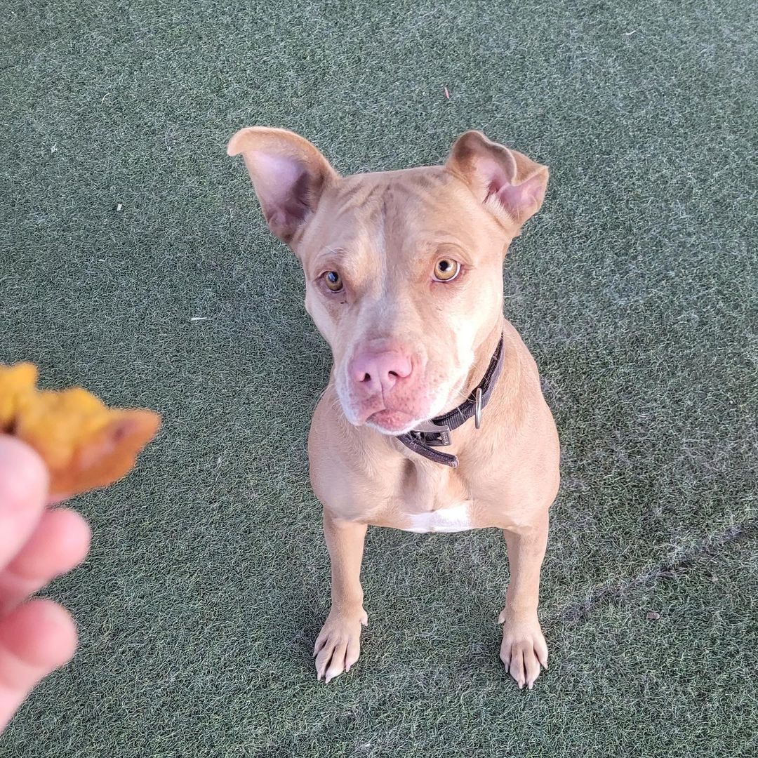 Anais made some delicious dog-friendly thanksgiving treats to share with our happy little rescues ♥️ 🧡 🤎