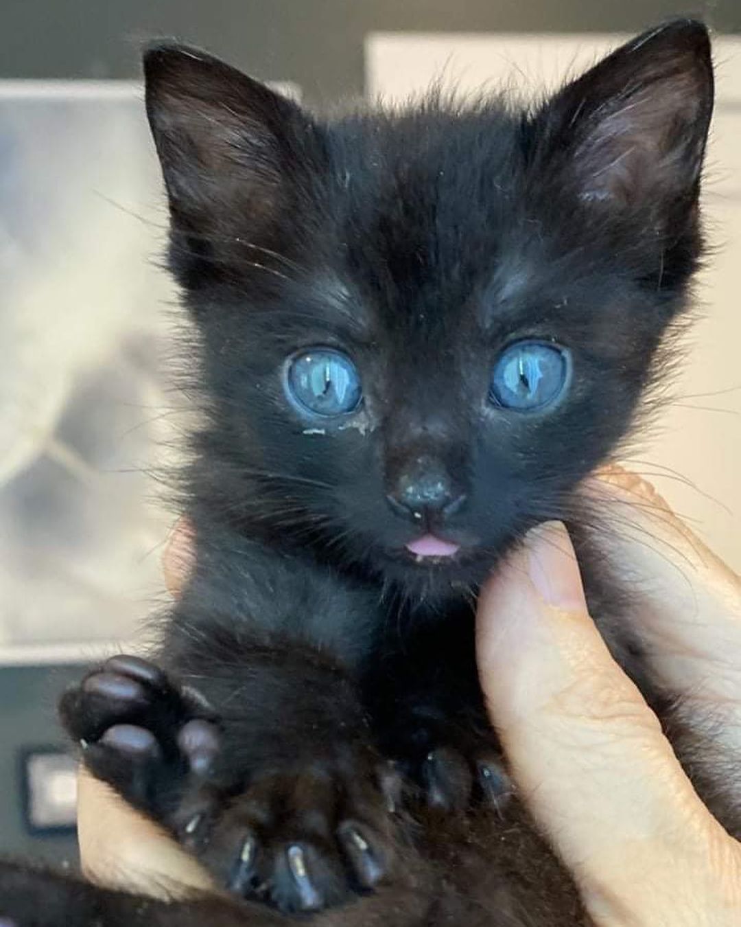 Triton (tabby) & Maya (black) have been with us since they were just a week old. They have been bottle fed and cared for around the clock by one of our dedicated volunteers. 🍼 They have finally started eating on their own and will be available for adoption in a few weeks. Stay tuned for more updates on these cuties ♥️ <a target='_blank' href='https://www.instagram.com/explore/tags/fosteringsaveslives/'>#fosteringsaveslives</a> <a target='_blank' href='https://www.instagram.com/explore/tags/tinybutmighty/'>#tinybutmighty</a>