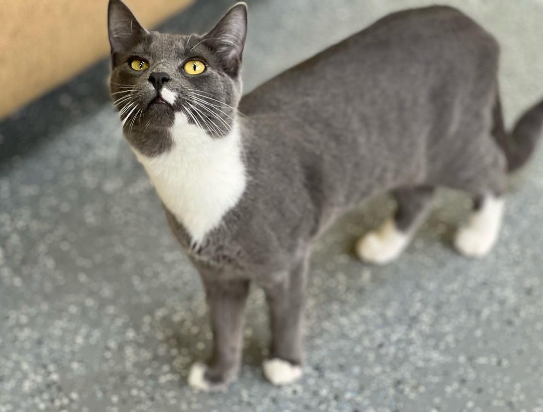 This beautiful gal is Everly, she is 6 months old and came to us when she was just a few weeks old!! Everly has grown up here and wants to find a home!  She lives in our free roam area with other kitties!! If you are looking to adopt a cat you can come by daily 12 to 430, Wednesdays 12 to 630. <a target='_blank' href='https://www.instagram.com/explore/tags/adoptdontshop/'>#adoptdontshop</a> <a target='_blank' href='https://www.instagram.com/explore/tags/sheltercats/'>#sheltercats</a> <a target='_blank' href='https://www.instagram.com/explore/tags/catsofinstagram/'>#catsofinstagram</a> <a target='_blank' href='https://www.instagram.com/explore/tags/catstagram/'>#catstagram</a> <a target='_blank' href='https://www.instagram.com/explore/tags/adoptablecats/'>#adoptablecats</a>