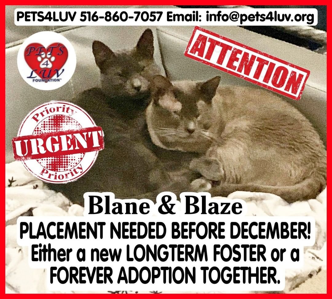 🚨TIME IS ALMOST UP!🚨🚨🚨BONDED BOYS LOSING THEIR CURRENT FOSTER HOME! WE MUST FIND THEM A NEW LONGTERM FOSTER HOME or a FOREVER ADOPTION ASAP: BEFORE DECEMBER!!!🚨🚨🚨 They have been so happy together at their current long-term foster home, but their foster family is moving and cannot find a new place to live that allows them to keep these bonded boys. If you remember: we rescued them from a yard when they were approx. 2 years old. They were assumed to be blind. We got them medical care where it was found that they were born with no eyelids which caused infections. They have since had a few eye surgeries, have completely healed and they now DO HAVE SOME VISION.  IF YOU ARE INTERESTED IN ADOPTING OR LONGTERM FOSTERING BLAZE & BLANE, CONTACT: *PETS4LUV (Long Island NY) 516-860-7057 Email info@pets4luv.org 🚨🚨THEY NEED PLACEMENT BY DECEMBER 🚨🚨 <a target='_blank' href='https://www.instagram.com/explore/tags/PETS4LUV/'>#PETS4LUV</a> <a target='_blank' href='https://www.instagram.com/explore/tags/blinddogsofinstagram/'>#blinddogsofinstagram</a> <a target='_blank' href='https://www.instagram.com/explore/tags/catsofinstagram/'>#catsofinstagram</a> <a target='_blank' href='https://www.instagram.com/explore/tags/SOS/'>#SOS</a> DONATE:  PAYPAL:  www.paypal.me/pets4luvfoundation  VENMO: search Personal acct: Pets4luv (David Bernacchi)  PERSONAL CHECK: message or email us for a mailing address