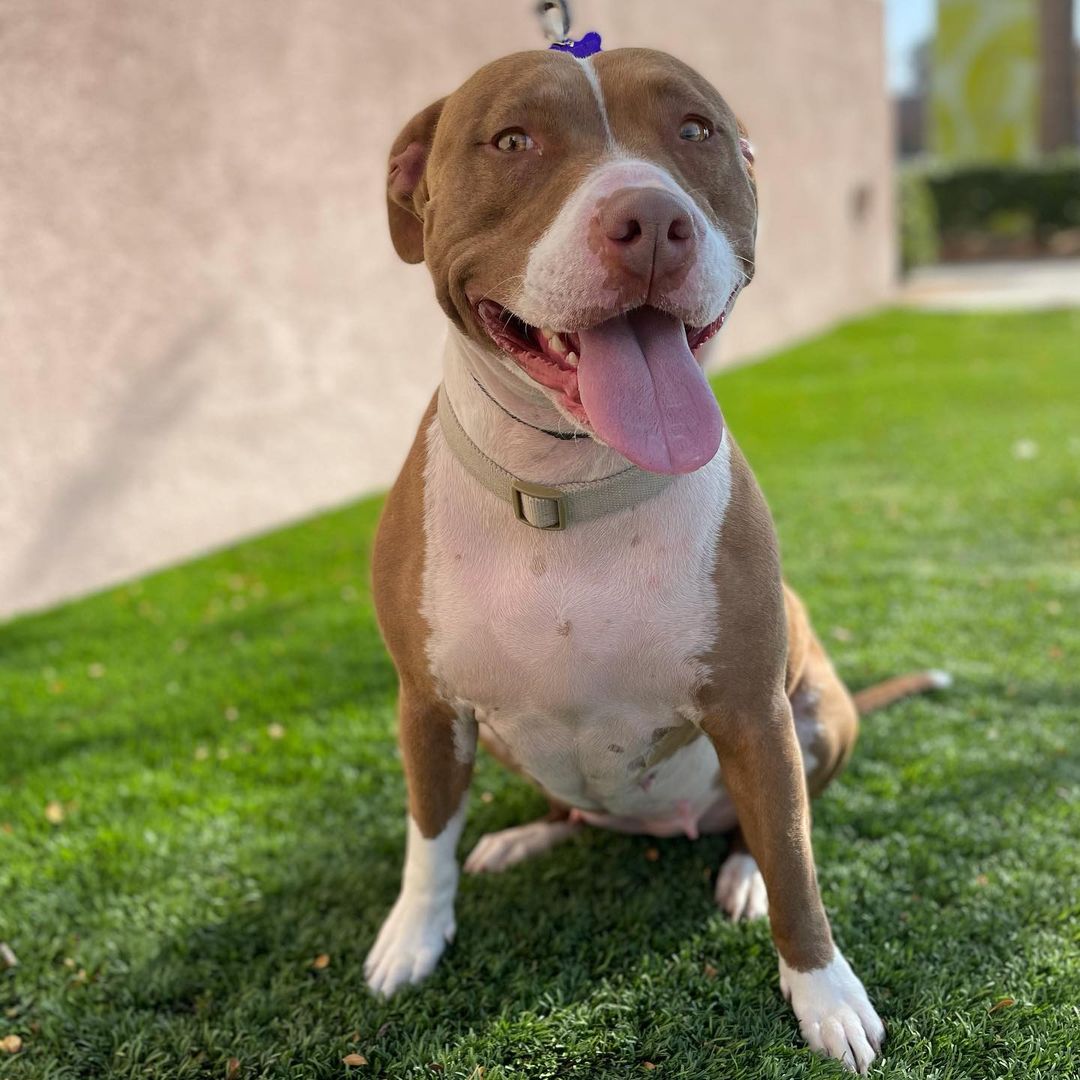 The many faces of adorable Alexis! Alexis is out at Petsmart River Park today hoping to find her happily ever after! She’s spayed and ready to go home today and let me tell you how amazing this adorable 4 year old Pit Bull is! She’s house and crate trained and good with little and big dogs! She’s also good with young and older kids and loves people and all their snuggles! She walks perfectly on a leash and knows basic commands! Come adopt her today! Contact (559)267-3607 with any questions!