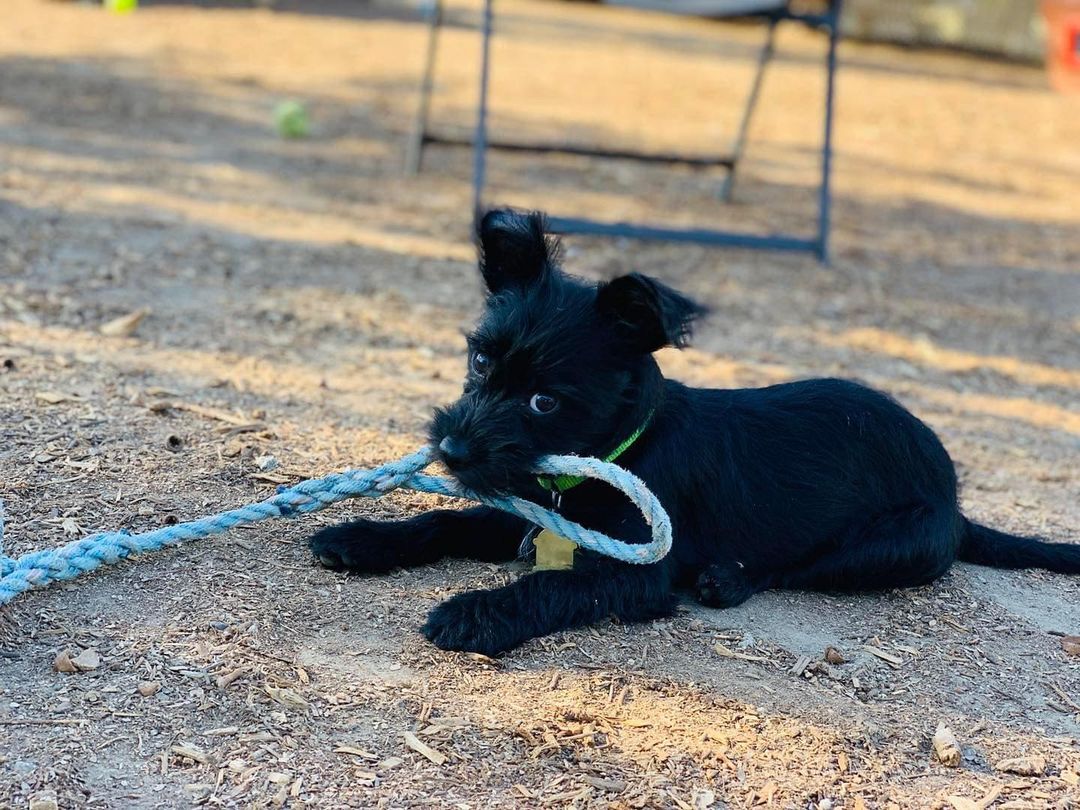 The side eye of a puppy who may be up to no good!! This girl…. she’s a feisty one and will keep you on your toes! ❤️🐾

Click on the link in our Bio for more information.