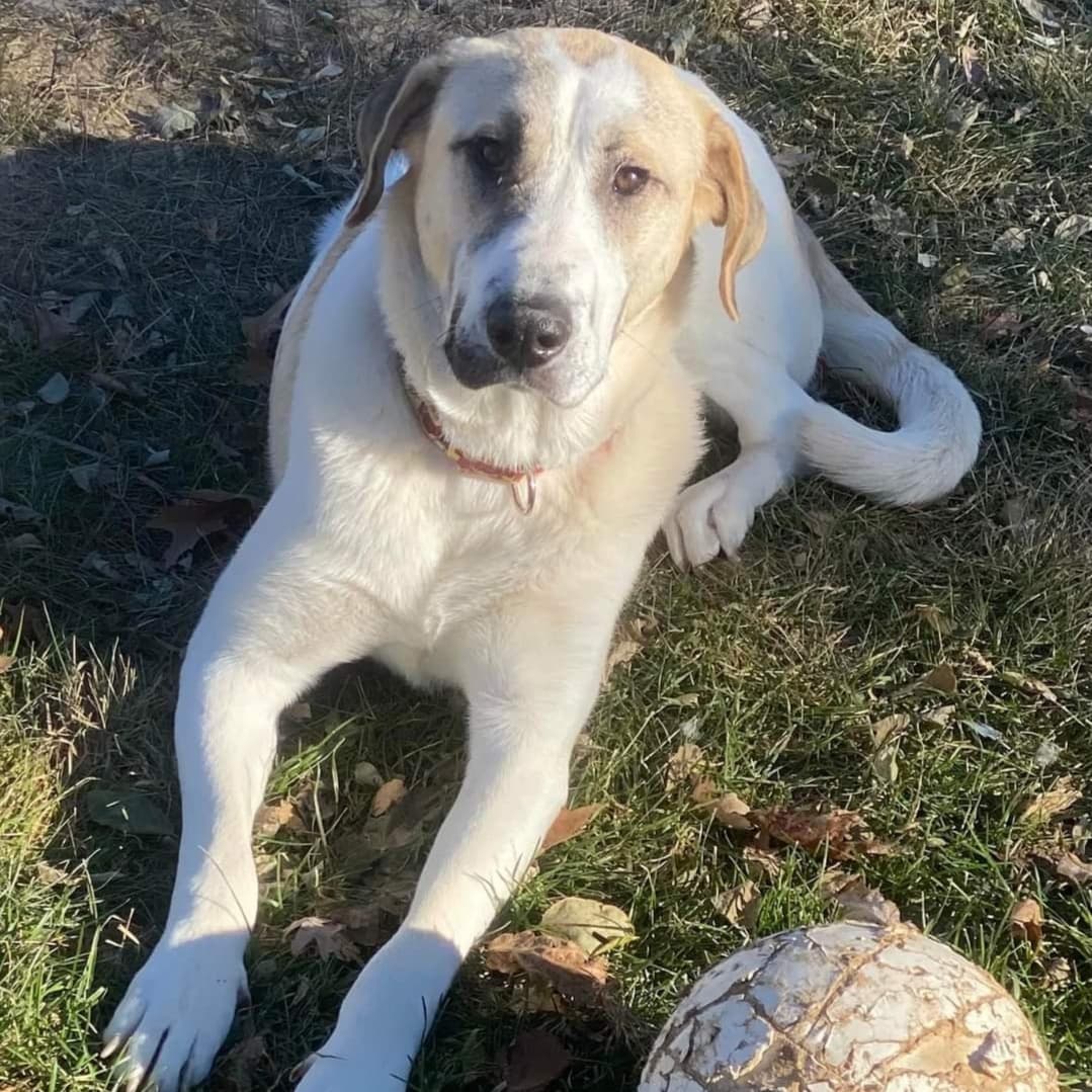 Now this looks like a dog that knows he's handsome!! 

Willie is a 70lb Pyrenees/Anatolian mix. He is less than a year old and hasn’t had the best start to his doggie life so far. After being dumped in a cemetery and left to fend for himself with his brothers and sister for over 2 weeks, he was rescued and brought to Wisconsin. He is slowly adjusting to life in his foster home and still unsure of everything. A fenced in yard would be best for him to be able to go in and outside at his own pace since he is uncomfortable walking on a leash. He knows to go potty outside but it can be difficult to get him to go if he’s leashed. He is learning to trust and love dog life more and more every day. He needs flexibility and patience to discover his surroundings and people in his own time. He’s a cuddler and loves the comfort of people around and having a warm bed to sleep in. He will need a patient and loving family to give him the time to adjust and trust them, but Willie is worth the wait. He’s got a lot of love to give he just doesn’t know who to give it to. Is that you?

<a target='_blank' href='https://www.instagram.com/explore/tags/adoptdontshop/'>#adoptdontshop</a>
<a target='_blank' href='https://www.instagram.com/explore/tags/luckymuttswi/'>#luckymuttswi</a>
<a target='_blank' href='https://www.instagram.com/explore/tags/rescuedogsmke/'>#rescuedogsmke</a>
<a target='_blank' href='https://www.instagram.com/explore/tags/doglovers/'>#doglovers</a>
<a target='_blank' href='https://www.instagram.com/explore/tags/rescuedogsofinstagram/'>#rescuedogsofinstagram</a>
<a target='_blank' href='https://www.instagram.com/explore/tags/sweetpup/'>#sweetpup</a>
<a target='_blank' href='https://www.instagram.com/explore/tags/mke/'>#mke</a>
<a target='_blank' href='https://www.instagram.com/explore/tags/mkepup/'>#mkepup</a>
<a target='_blank' href='https://www.instagram.com/explore/tags/wisconsinrescue/'>#wisconsinrescue</a>
<a target='_blank' href='https://www.instagram.com/explore/tags/lovedogs/'>#lovedogs</a>
<a target='_blank' href='https://www.instagram.com/explore/tags/rescue/'>#rescue</a>
<a target='_blank' href='https://www.instagram.com/explore/tags/foster/'>#foster</a>
<a target='_blank' href='https://www.instagram.com/explore/tags/adopt/'>#adopt</a>
<a target='_blank' href='https://www.instagram.com/explore/tags/dogsofinstagram/'>#dogsofinstagram</a>
<a target='_blank' href='https://www.instagram.com/explore/tags/dogrescue/'>#dogrescue</a>
<a target='_blank' href='https://www.instagram.com/explore/tags/bigdoglovers/'>#bigdoglovers</a>
<a target='_blank' href='https://www.instagram.com/explore/tags/bigboy/'>#bigboy</a>
<a target='_blank' href='https://www.instagram.com/explore/tags/handsome/'>#handsome</a>
<a target='_blank' href='https://www.instagram.com/explore/tags/cuddle/'>#cuddle</a>
<a target='_blank' href='https://www.instagram.com/explore/tags/anatolian/'>#anatolian</a>