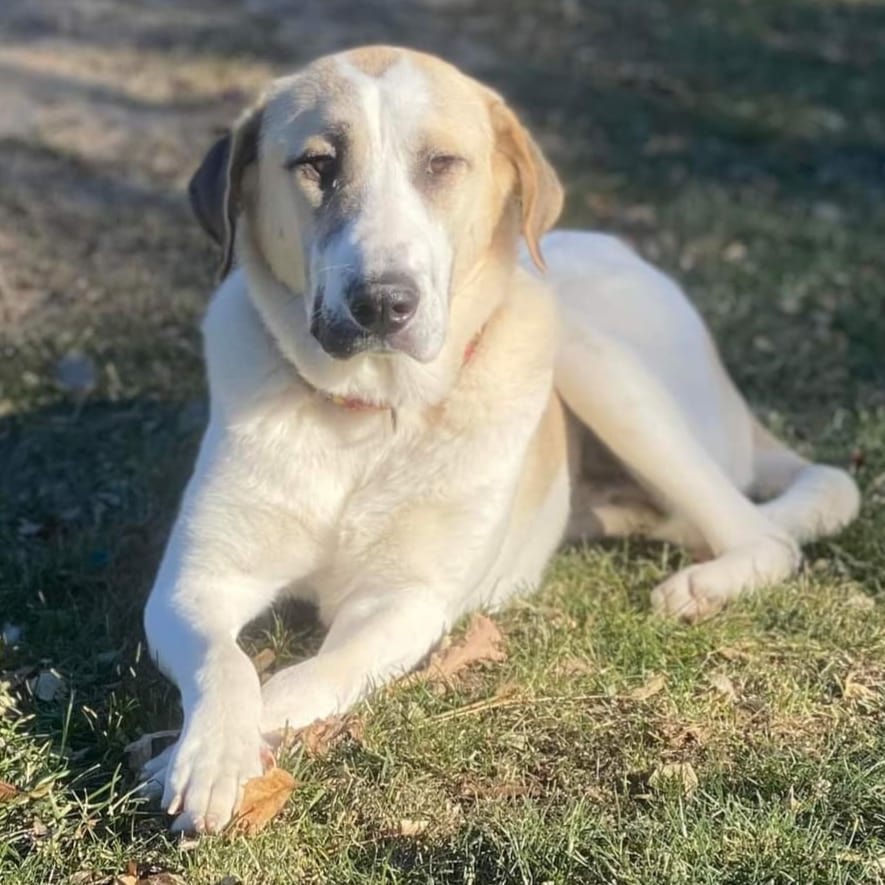 Now this looks like a dog that knows he's handsome!! 

Willie is a 70lb Pyrenees/Anatolian mix. He is less than a year old and hasn’t had the best start to his doggie life so far. After being dumped in a cemetery and left to fend for himself with his brothers and sister for over 2 weeks, he was rescued and brought to Wisconsin. He is slowly adjusting to life in his foster home and still unsure of everything. A fenced in yard would be best for him to be able to go in and outside at his own pace since he is uncomfortable walking on a leash. He knows to go potty outside but it can be difficult to get him to go if he’s leashed. He is learning to trust and love dog life more and more every day. He needs flexibility and patience to discover his surroundings and people in his own time. He’s a cuddler and loves the comfort of people around and having a warm bed to sleep in. He will need a patient and loving family to give him the time to adjust and trust them, but Willie is worth the wait. He’s got a lot of love to give he just doesn’t know who to give it to. Is that you?

<a target='_blank' href='https://www.instagram.com/explore/tags/adoptdontshop/'>#adoptdontshop</a>
<a target='_blank' href='https://www.instagram.com/explore/tags/luckymuttswi/'>#luckymuttswi</a>
<a target='_blank' href='https://www.instagram.com/explore/tags/rescuedogsmke/'>#rescuedogsmke</a>
<a target='_blank' href='https://www.instagram.com/explore/tags/doglovers/'>#doglovers</a>
<a target='_blank' href='https://www.instagram.com/explore/tags/rescuedogsofinstagram/'>#rescuedogsofinstagram</a>
<a target='_blank' href='https://www.instagram.com/explore/tags/sweetpup/'>#sweetpup</a>
<a target='_blank' href='https://www.instagram.com/explore/tags/mke/'>#mke</a>
<a target='_blank' href='https://www.instagram.com/explore/tags/mkepup/'>#mkepup</a>
<a target='_blank' href='https://www.instagram.com/explore/tags/wisconsinrescue/'>#wisconsinrescue</a>
<a target='_blank' href='https://www.instagram.com/explore/tags/lovedogs/'>#lovedogs</a>
<a target='_blank' href='https://www.instagram.com/explore/tags/rescue/'>#rescue</a>
<a target='_blank' href='https://www.instagram.com/explore/tags/foster/'>#foster</a>
<a target='_blank' href='https://www.instagram.com/explore/tags/adopt/'>#adopt</a>
<a target='_blank' href='https://www.instagram.com/explore/tags/dogsofinstagram/'>#dogsofinstagram</a>
<a target='_blank' href='https://www.instagram.com/explore/tags/dogrescue/'>#dogrescue</a>
<a target='_blank' href='https://www.instagram.com/explore/tags/bigdoglovers/'>#bigdoglovers</a>
<a target='_blank' href='https://www.instagram.com/explore/tags/bigboy/'>#bigboy</a>
<a target='_blank' href='https://www.instagram.com/explore/tags/handsome/'>#handsome</a>
<a target='_blank' href='https://www.instagram.com/explore/tags/cuddle/'>#cuddle</a>
<a target='_blank' href='https://www.instagram.com/explore/tags/anatolian/'>#anatolian</a>