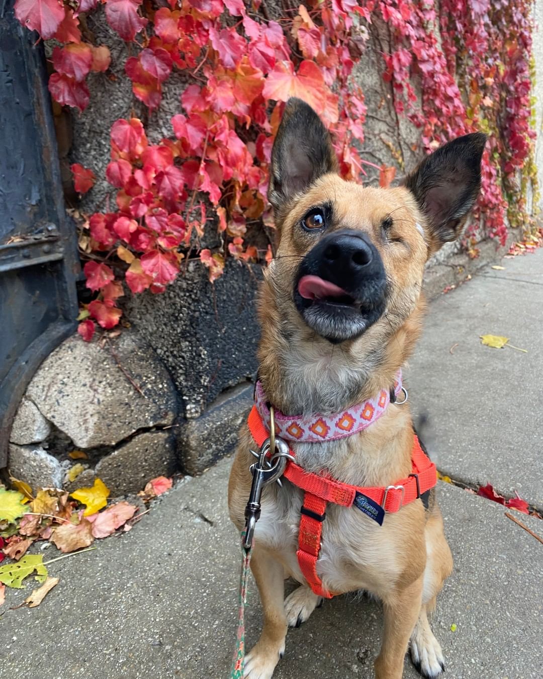 Almond Joy (AJ) is still thinking about those Thanksgiving leftovers! This sweet girl has a big heart, loves to be around you, and comfort you when you're sad. As you may be able to tell from her name, we know she'll bring a lot of JOY to her future family. Check out our adoption page to learn more about AJ! <a target='_blank' href='https://www.instagram.com/explore/tags/aliverescue/'>#aliverescue</a>