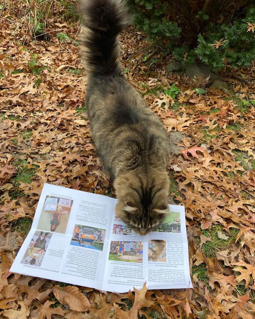 We knew Oscar was a special cat when we wrote about him for the newsletter, so we are very happy to see that he approves of his article!

<a target='_blank' href='https://www.instagram.com/explore/tags/barncat/'>#barncat</a> <a target='_blank' href='https://www.instagram.com/explore/tags/medfieldshelteralum/'>#medfieldshelteralum</a> <a target='_blank' href='https://www.instagram.com/explore/tags/livinghisbestlife/'>#livinghisbestlife</a> <a target='_blank' href='https://www.instagram.com/explore/tags/mainecoon/'>#mainecoon</a>