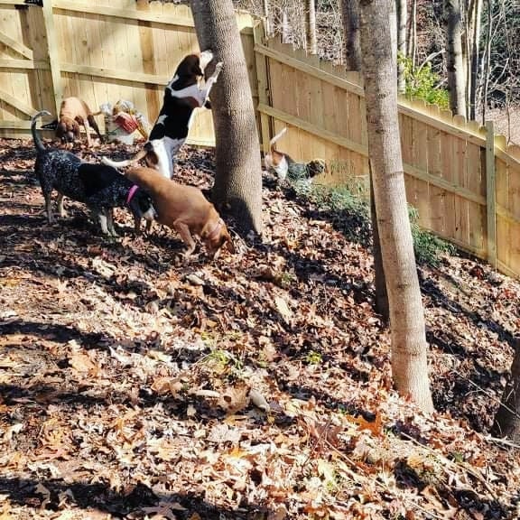 We had a ribbon cutting of sorts for the new lot for the dogs. To be on the safe side I'm going to add a couple of feet height on the lower end since it's on an incline and I do not trust them not to jump it. 
 This is double the size of the other but is on an incline so I'll probably just let the younger dogs play out here until I can get a ramp built and a couple of decks so they can sun. Houndsworth and some of the seniors had a hard time navigating up the bank. Maybelle, on the other hand, took off the down the hill and there was no stopping her. 
 Thanks to Justin's Quality Fencing and Nuclear Fuel Services for making this happen. Thank you Nicole and Sammy for helping me wrangle them all today. The hounds and I appreciate you all. 
www.misfithounds.org