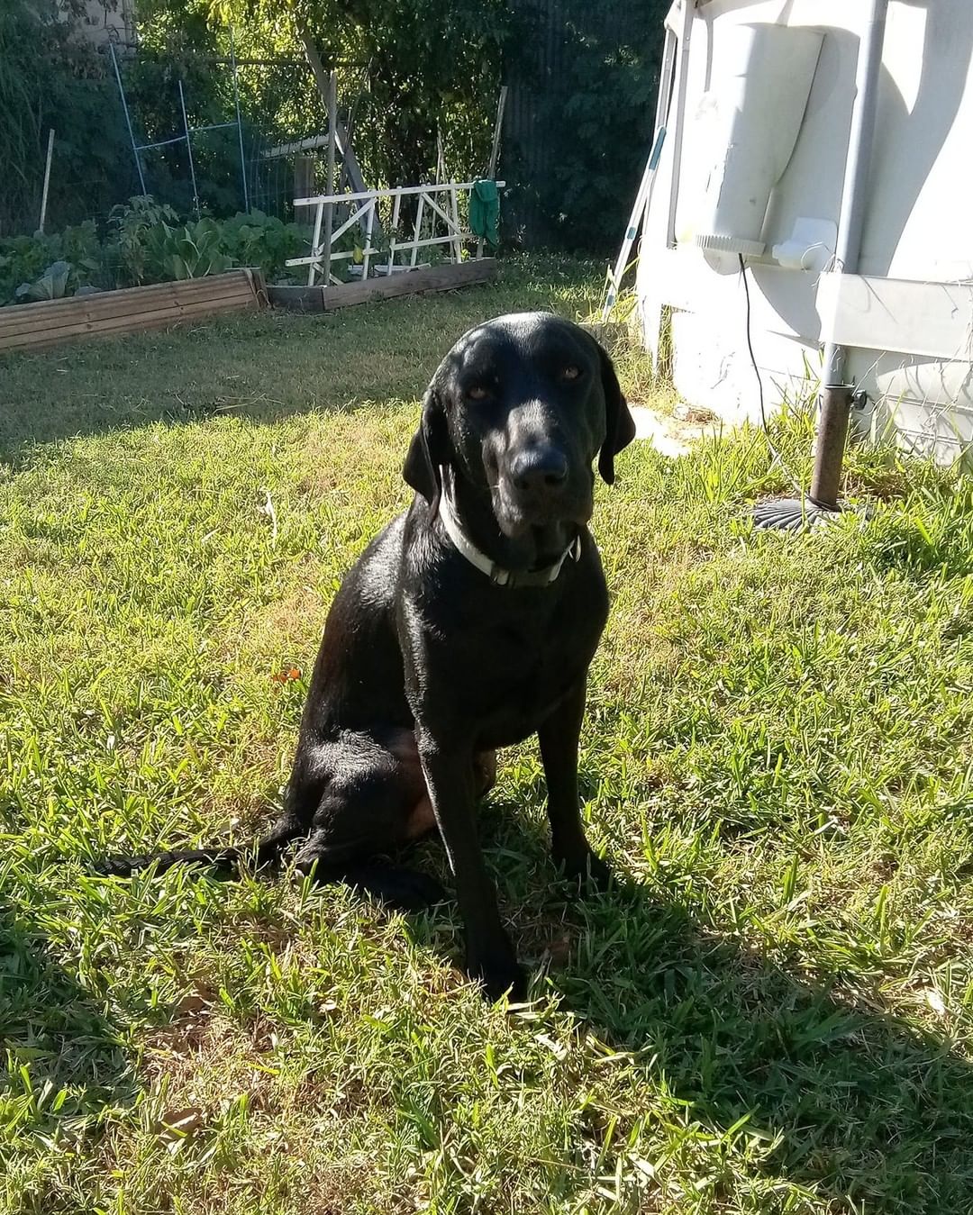 This week we're letting the dogs tell their own story! Here's Drake:

Hi, I'm Drake!
I'm an extremely handsome boy and about a year old. I love to bathe in the sun, chase squirrels, play tug a war with my foster sister, and snuggle up on my foster mom's lap for pets and cuddles! I also love car rides and long walks to the dog park to play. My mom sometimes gives me treats, and I am always sure to show my appreciation by flashing my best smile. I'm also smart! I understand human words like sit and stay, and I sleep well in the bed inside the big box my foster mom calls a crate. I would love, love, LOVE to have my own forever family who could give me lots of pets and snuggles every day!!

If you'd like to apply to adopt and are within 250 miles of Lake Placid, NY, please visit our website: 
https://www.joshuafundrescue.org/adoptioninfo

❤️ The Joshua Fund Dog Rescue is a registered 501(c)(3) nonprofit organization. We are an all-volunteer organization and rely solely on donations to save dogs like this from high-kill shelters and put them in forever homes. Thank you for helping us save lives! ⁠❤️
-
-
-
<a target='_blank' href='https://www.instagram.com/explore/tags/joshuafunddogs/'>#joshuafunddogs</a> <a target='_blank' href='https://www.instagram.com/explore/tags/rescue/'>#rescue</a> <a target='_blank' href='https://www.instagram.com/explore/tags/rescuedogs/'>#rescuedogs</a> <a target='_blank' href='https://www.instagram.com/explore/tags/rescuedogsofinstagram/'>#rescuedogsofinstagram</a> <a target='_blank' href='https://www.instagram.com/explore/tags/rescuedisthebestbreed/'>#rescuedisthebestbreed</a> <a target='_blank' href='https://www.instagram.com/explore/tags/adoptdontshop/'>#adoptdontshop</a> <a target='_blank' href='https://www.instagram.com/explore/tags/dogsofinstagram/'>#dogsofinstagram</a> <a target='_blank' href='https://www.instagram.com/explore/tags/doglovers/'>#doglovers</a> <a target='_blank' href='https://www.instagram.com/explore/tags/adoptadog/'>#adoptadog</a> <a target='_blank' href='https://www.instagram.com/explore/tags/loveofdogs/'>#loveofdogs</a> <a target='_blank' href='https://www.instagram.com/explore/tags/nonprofit/'>#nonprofit</a> <a target='_blank' href='https://www.instagram.com/explore/tags/dogs/'>#dogs</a> <a target='_blank' href='https://www.instagram.com/explore/tags/shelterdog/'>#shelterdog</a> <a target='_blank' href='https://www.instagram.com/explore/tags/mansbestfriend/'>#mansbestfriend</a> <a target='_blank' href='https://www.instagram.com/explore/tags/petadoption/'>#petadoption</a> <a target='_blank' href='https://www.instagram.com/explore/tags/adoptme/'>#adoptme</a> <a target='_blank' href='https://www.instagram.com/explore/tags/dogoftheday/'>#dogoftheday</a> <a target='_blank' href='https://www.instagram.com/explore/tags/shelterdog/'>#shelterdog</a> <a target='_blank' href='https://www.instagram.com/explore/tags/rescuepetsofinstagram/'>#rescuepetsofinstagram</a> <a target='_blank' href='https://www.instagram.com/explore/tags/fosterdog/'>#fosterdog</a> <a target='_blank' href='https://www.instagram.com/explore/tags/fosterdogsofinstagram/'>#fosterdogsofinstagram</a> <a target='_blank' href='https://www.instagram.com/explore/tags/labsofinstagram/'>#labsofinstagram</a> <a target='_blank' href='https://www.instagram.com/explore/tags/labradorretriever/'>#labradorretriever</a>