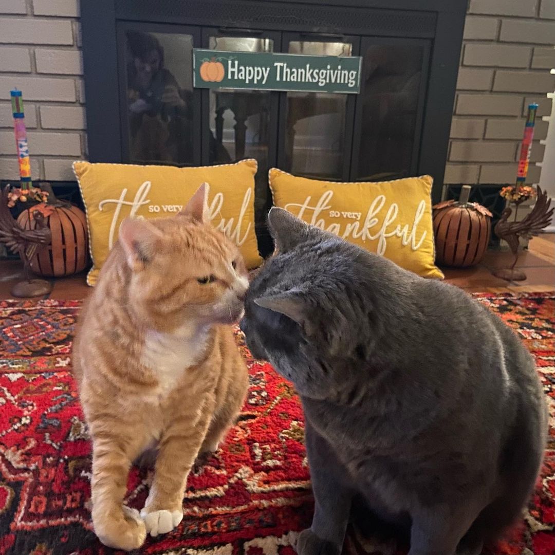 Brecken & Blue already ate the 20 pound turkey! 🤣 Talk about a <a target='_blank' href='https://www.instagram.com/explore/tags/whiskersbestlife/'>#whiskersbestlife</a> 🦃

Here at Whiskers we are so very thankful to all of our supporters; donors, volunteers, adopters, and community partners that make our work possible. 🙏 We wish you the most peaceful Thanksgiving. 🧡

📸: @brecken_blue_ (on Instagram)