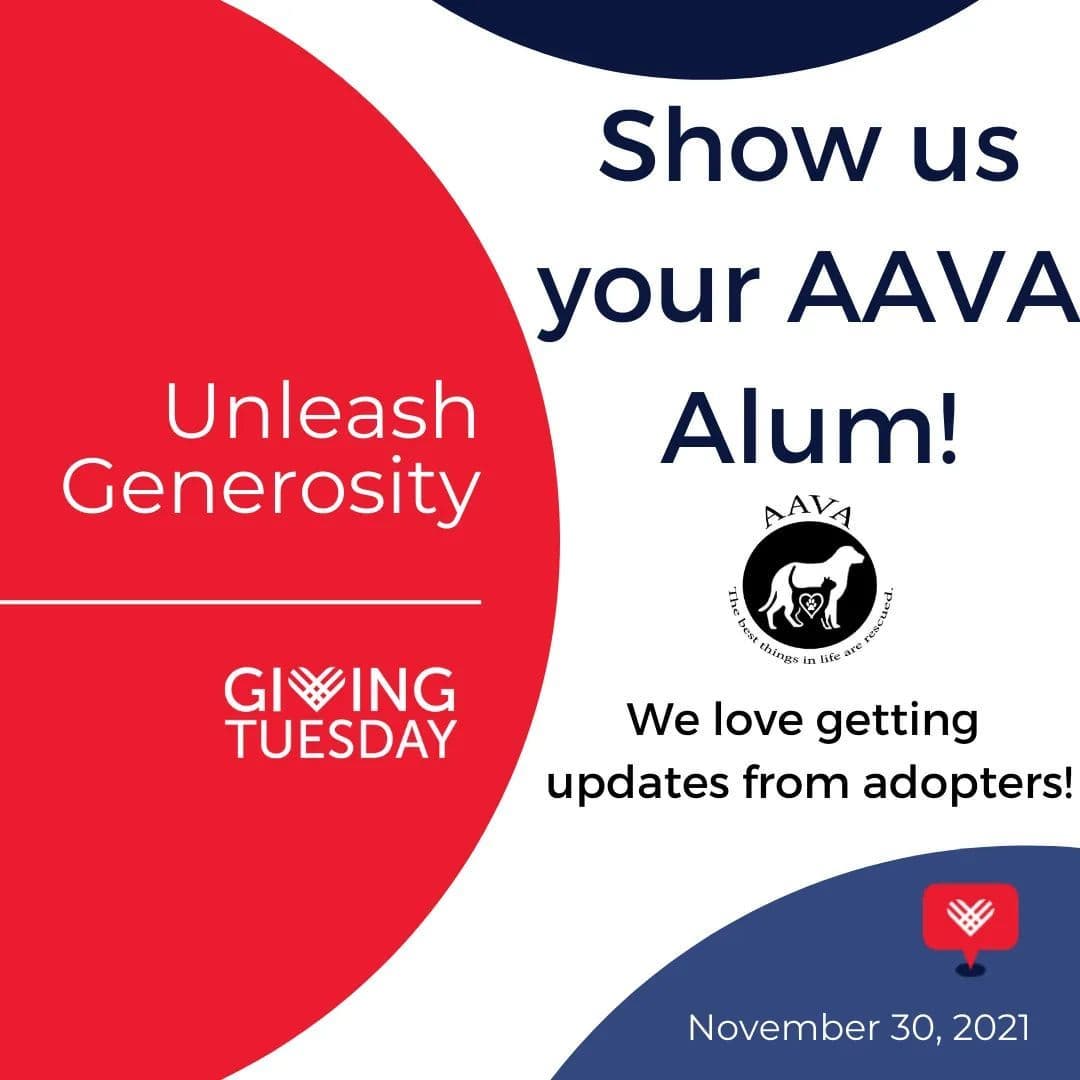 There is nothing we love more than seeing our AAVA alums living their best lives in their furever homes! Comment below or send us a DM with your pictures of your adopted pet! 

All of these animals were rescued thanks to donations, support, fosters, adopters ... we are so grateful for each and every one of you!

Please consider donating on <a target='_blank' href='https://www.instagram.com/explore/tags/GivingTuesday/'>#GivingTuesday</a> on November 30, 2021!