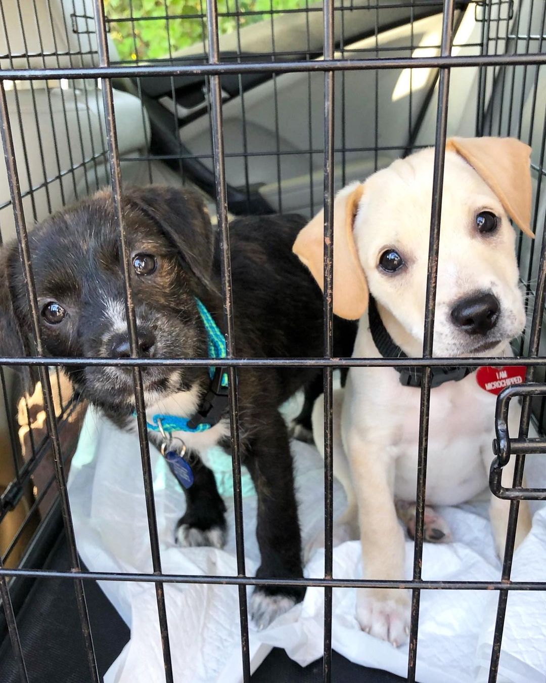 Hi, we are the some of the boys from the “Latin” litter. We are 10 week old pittie/poodle mixes ready for our forever homes! 💃🏻

Our mom is a grey pittie (around 40 lbs) and our dad is a poodle (see picture attached), so we think we'll be about 30 lbs full grown! We were part of an accidental litter and almost ended up in the shelter with our mom before a kind lady stepped in and welcomed us into her home. 

She and her family (including 3 kids and 4 other doggos!) raised us for the past ten weeks, but knew she could not handle us anymore and entrusted HIT Living to place us with the best families! We are now split up in a few different foster homes while we wait for our new homes. We are all healthy, playful pups who love to play just as much as we love to cuddle with our people. 

HIT Living is looking for individuals or families who are willing to put in the time and effort to raise a puppy and who are ready to commit to loving us FOR LIFE! ✨

There’s 6 boys and 3 girls total. The puppies featured in this post are:

- Bad Bunny (white/tan, short hair)
- Daddy Yankee (brindle, long hair/scruffy)
- Enrique (black white/scruffy)

Apply to adopt them at hitlivingfoundation.org 💛

<a target='_blank' href='https://www.instagram.com/explore/tags/hitliving/'>#hitliving</a> <a target='_blank' href='https://www.instagram.com/explore/tags/foundlove/'>#foundlove</a> <a target='_blank' href='https://www.instagram.com/explore/tags/pitpuppies/'>#pitpuppies</a> <a target='_blank' href='https://www.instagram.com/explore/tags/poodlemix/'>#poodlemix</a> <a target='_blank' href='https://www.instagram.com/explore/tags/pittiemix/'>#pittiemix</a> <a target='_blank' href='https://www.instagram.com/explore/tags/adoptme/'>#adoptme</a> <a target='_blank' href='https://www.instagram.com/explore/tags/losangeles/'>#losangeles</a> <a target='_blank' href='https://www.instagram.com/explore/tags/sfv/'>#sfv</a> <a target='_blank' href='https://www.instagram.com/explore/tags/socal/'>#socal</a> <a target='_blank' href='https://www.instagram.com/explore/tags/puppiesofinsta/'>#puppiesofinsta</a> <a target='_blank' href='https://www.instagram.com/explore/tags/puppiesoftheday/'>#puppiesoftheday</a>