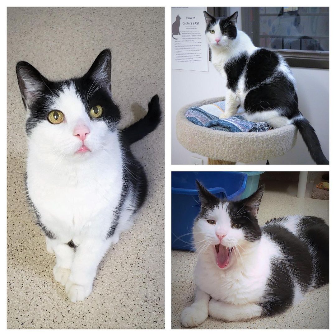 I originally came to SBACC as a kitten and was adopted along with my sister. I had a home for 15 years but there were some issues, and I came back to the center. My name is Max and I’m a big, gentle, friendly and talkative boy. Unless I’m napping, I’m usually there to greet volunteers and ask for pets and attention, and I’ll sometimes sit in the hall window, calling out for someone to come visit. Once you pet or brush me, I may follow you around the room, chatting. I still like to play and will chase a ribbon or feather. It would be great if I could find another home to spend the remainder of my senior years. ❤️🐾

Click on the link in our Bio for more information.