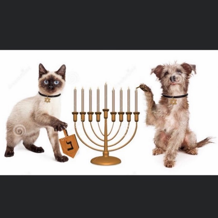 Happy Hanukkah,to all from all your friends at Little Shelter Animal Rescue 🐾 <a target='_blank' href='https://www.instagram.com/explore/tags/happy/'>#happy</a> <a target='_blank' href='https://www.instagram.com/explore/tags/hanukah/'>#hanukah</a> <a target='_blank' href='https://www.instagram.com/explore/tags/littleshelteranimalrescue/'>#littleshelteranimalrescue</a> <a target='_blank' href='https://www.instagram.com/explore/tags/94years/'>#94years</a> <a target='_blank' href='https://www.instagram.com/explore/tags/savinglives/'>#savinglives</a> <a target='_blank' href='https://www.instagram.com/explore/tags/huntington/'>#huntington</a> <a target='_blank' href='https://www.instagram.com/explore/tags/longisland/'>#longisland</a> <a target='_blank' href='https://www.instagram.com/explore/tags/nyc/'>#nyc</a>